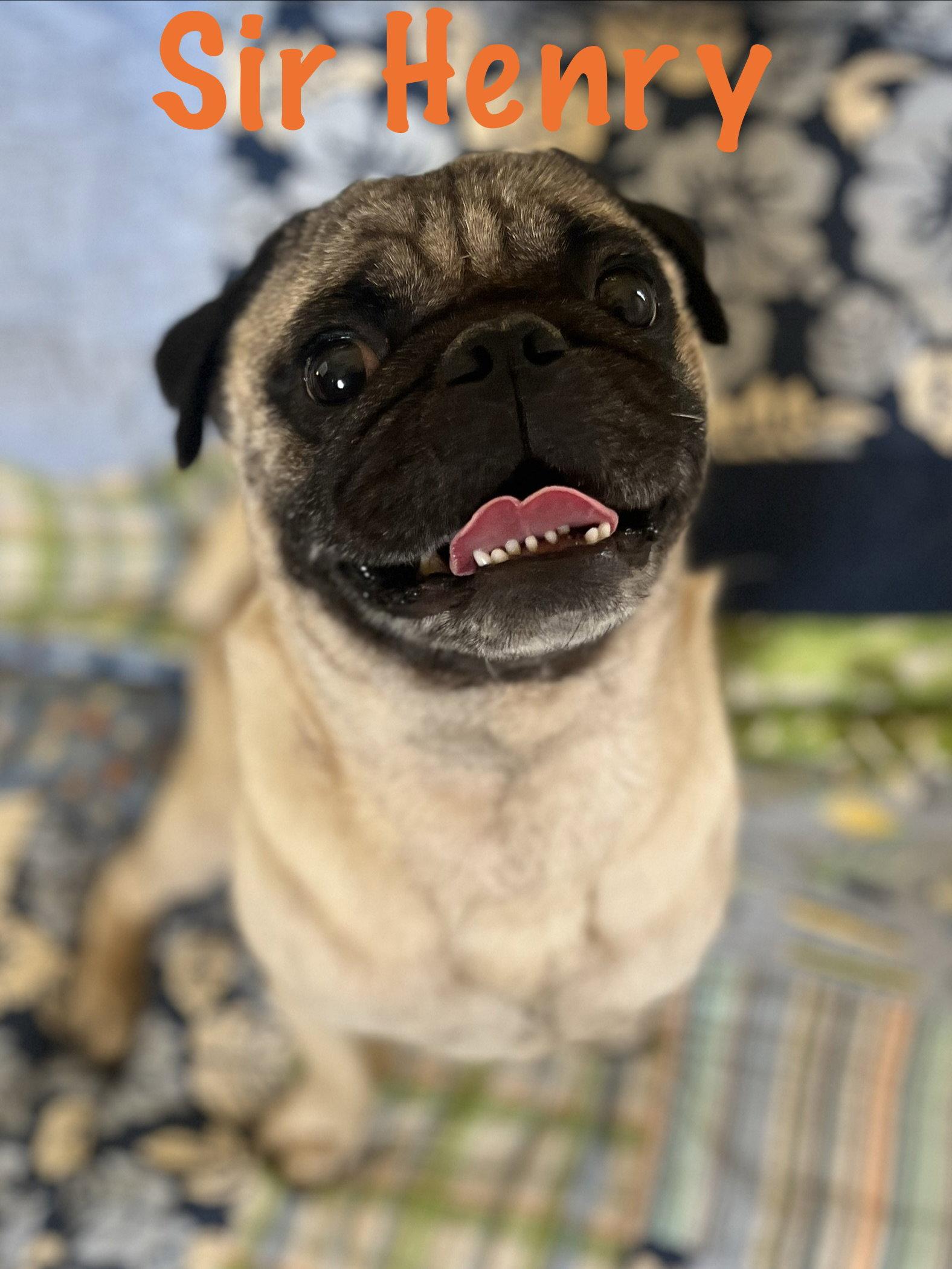 Sir Henry, Adopted, Adult Male Pug.