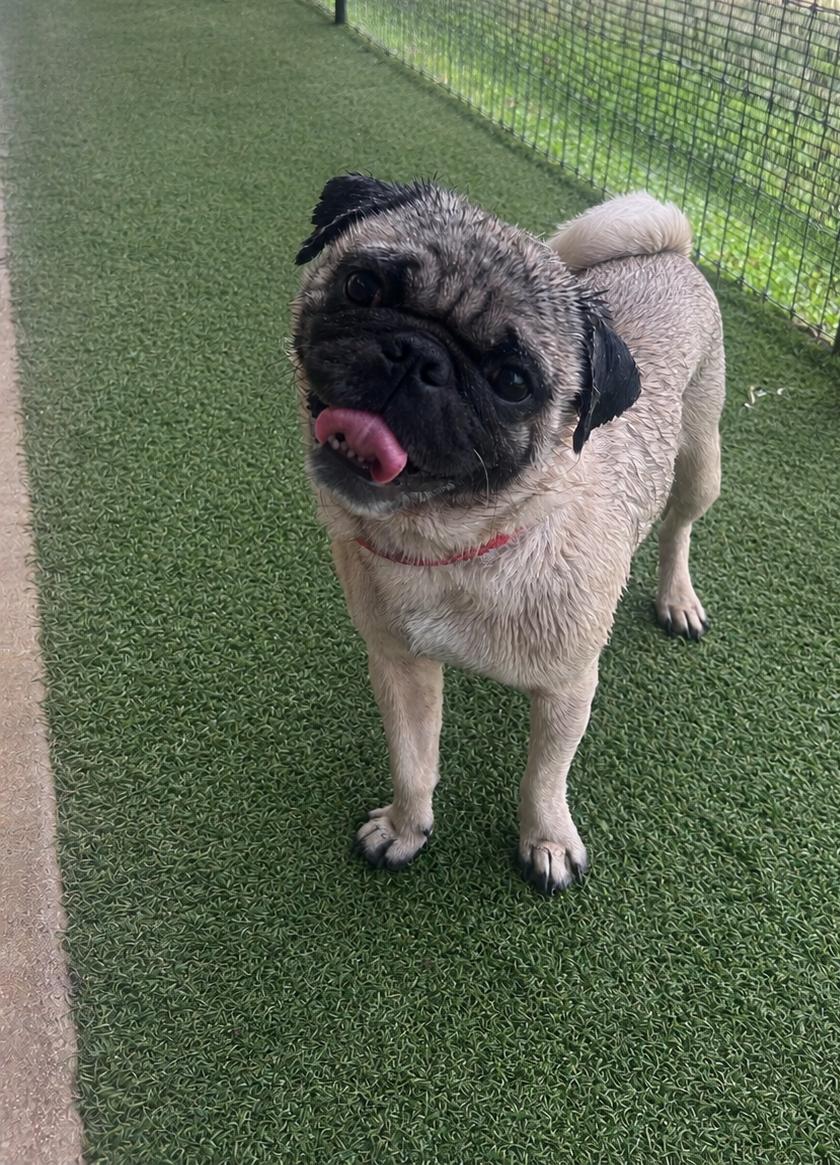 Sir Henry, a Adopted Pug in Pipe Creek, TX image 2/3