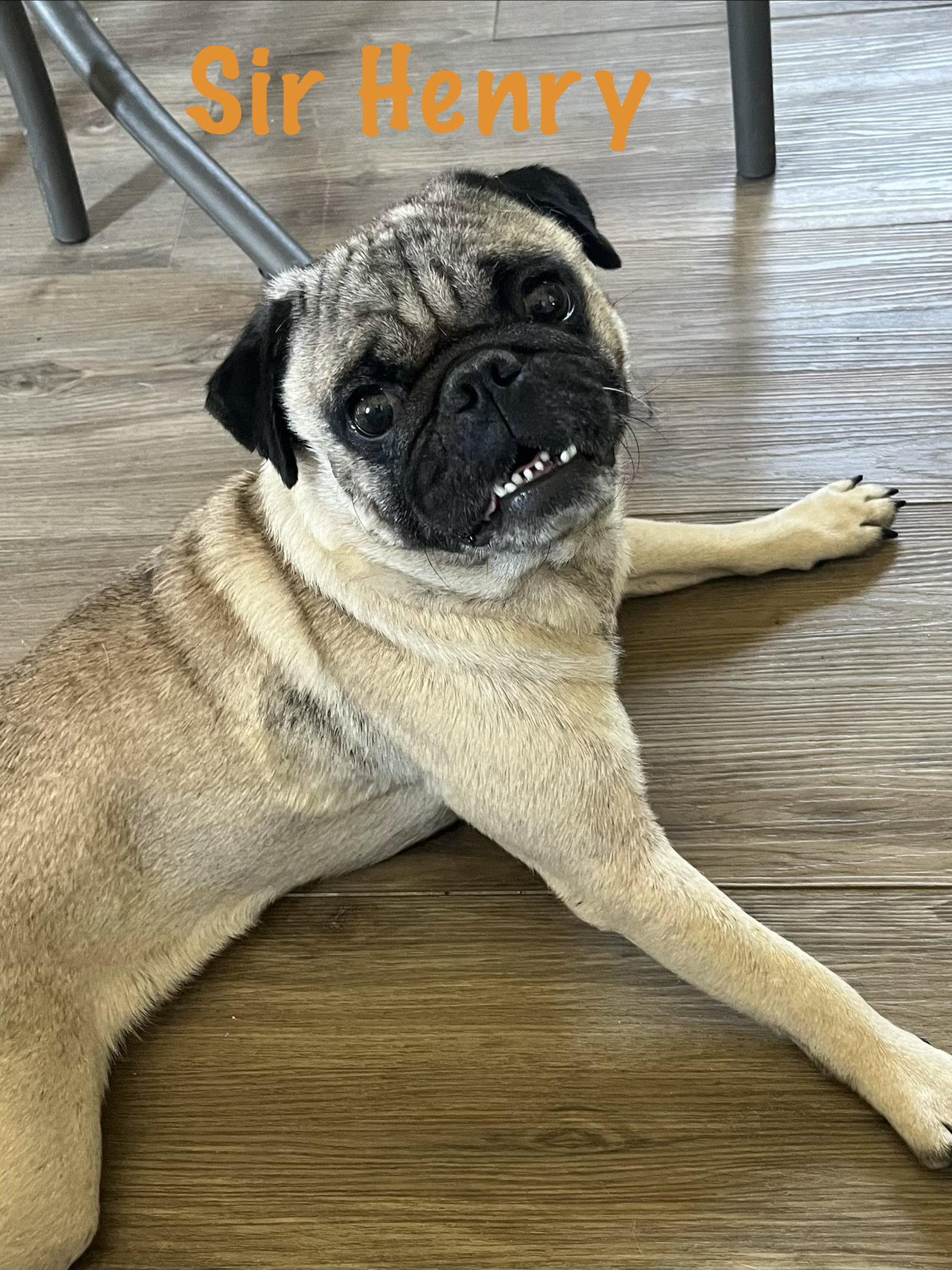 Sir Henry, a Adopted Pug in Pipe Creek, TX image 3/3