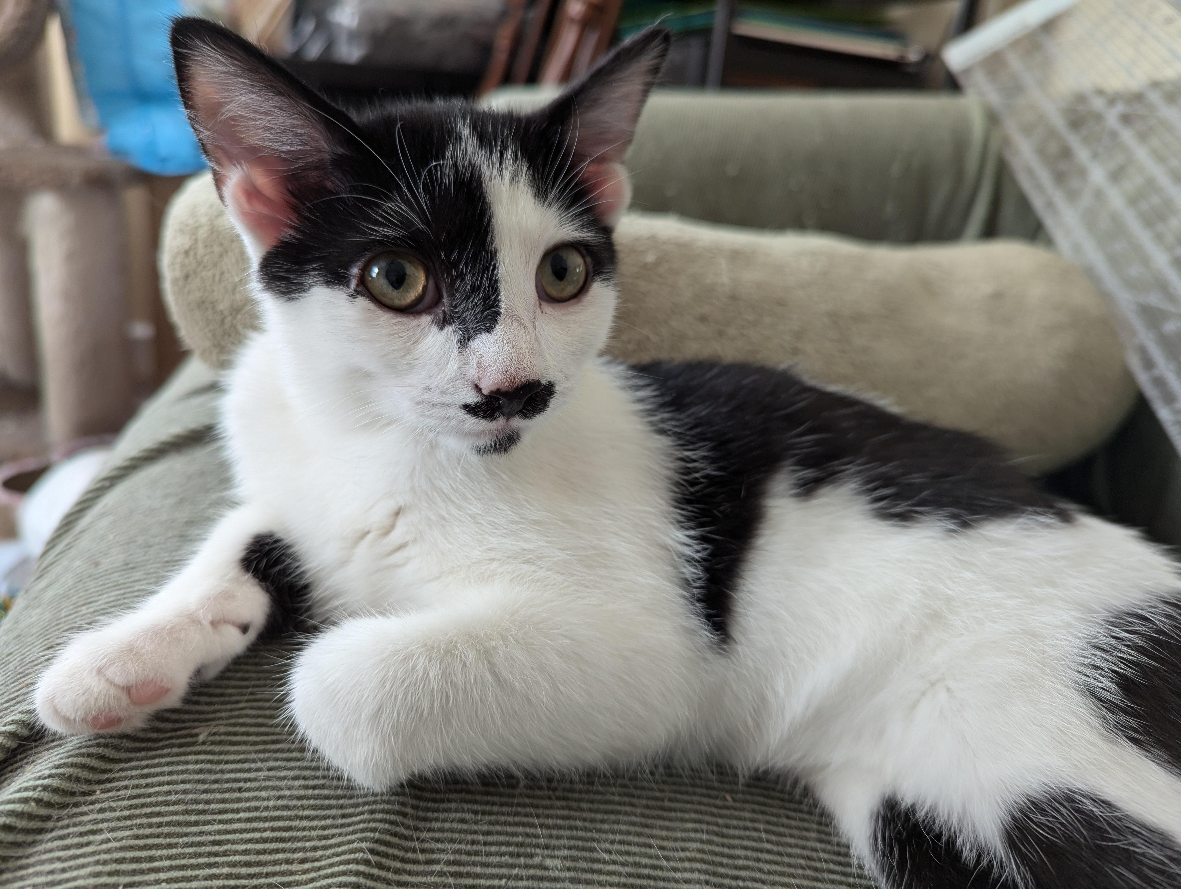 Enlarge Merlin, a Adopted American Shorthair in Morgantown, WV image 1/6