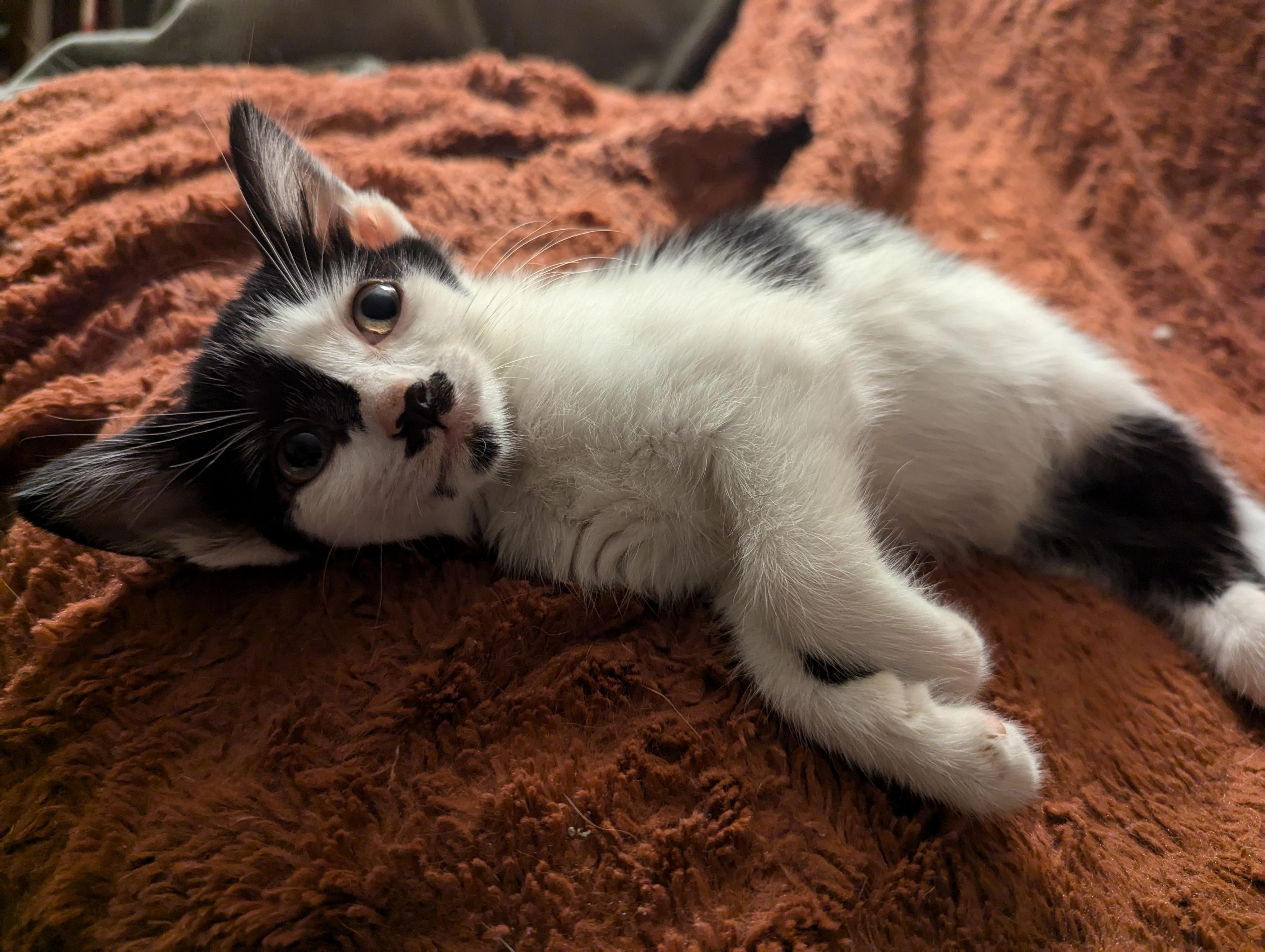 Enlarge Merlin, a Adopted American Shorthair in Morgantown, WV image 6/6