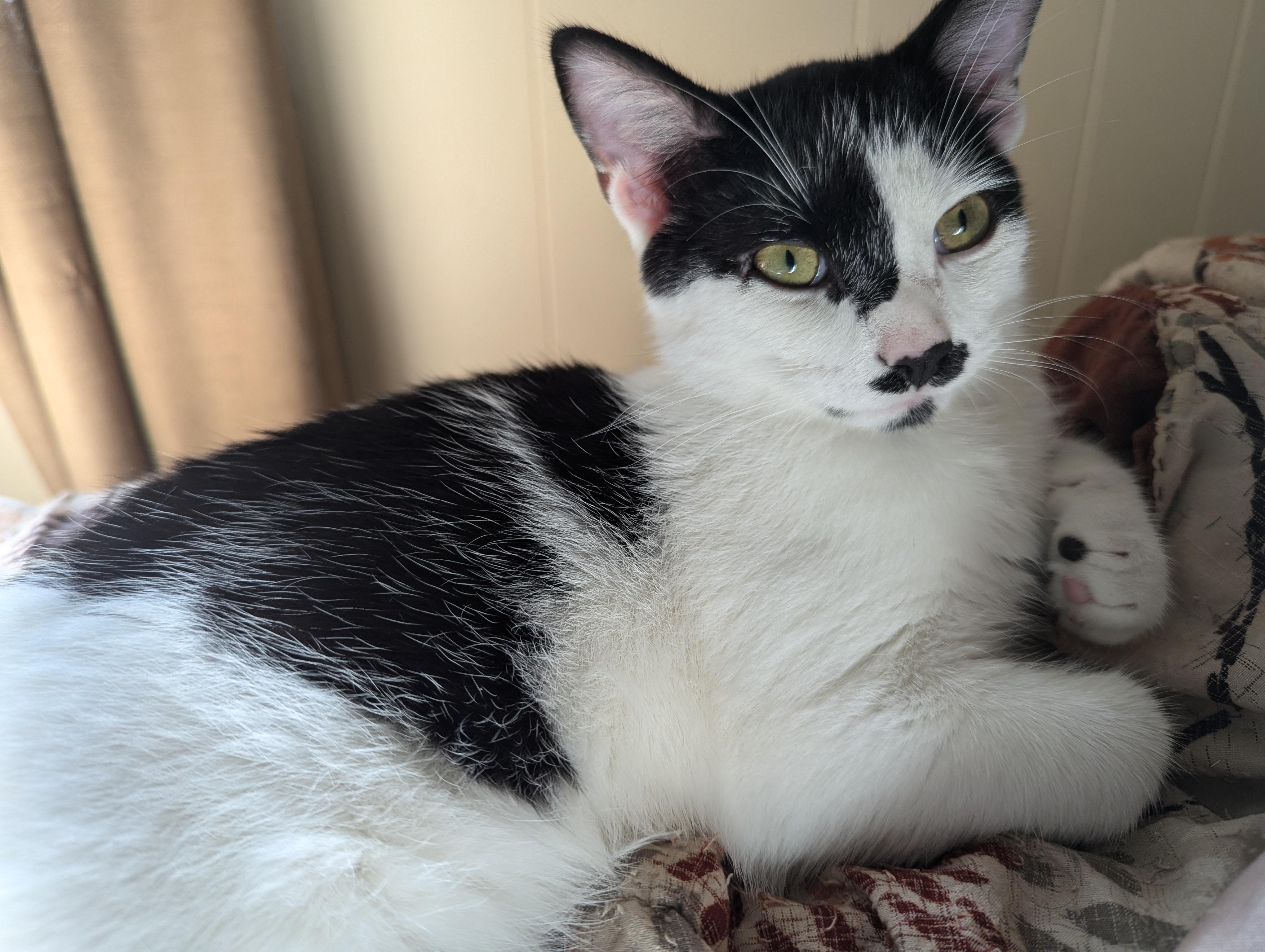 Enlarge Merlin, a Adopted American Shorthair in Morgantown, WV image 2/6