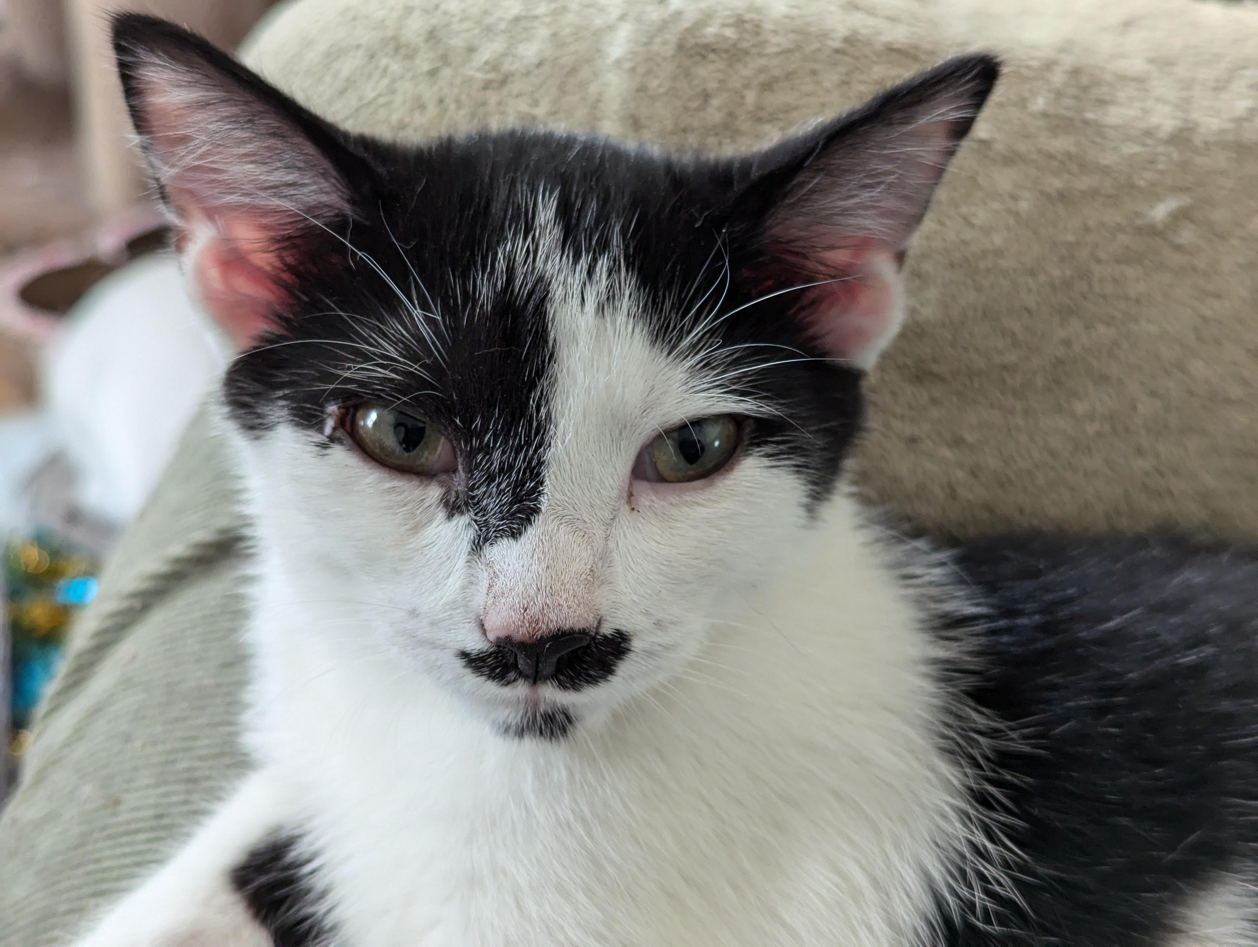 Enlarge Merlin, a Adopted American Shorthair in Morgantown, WV image 4/6