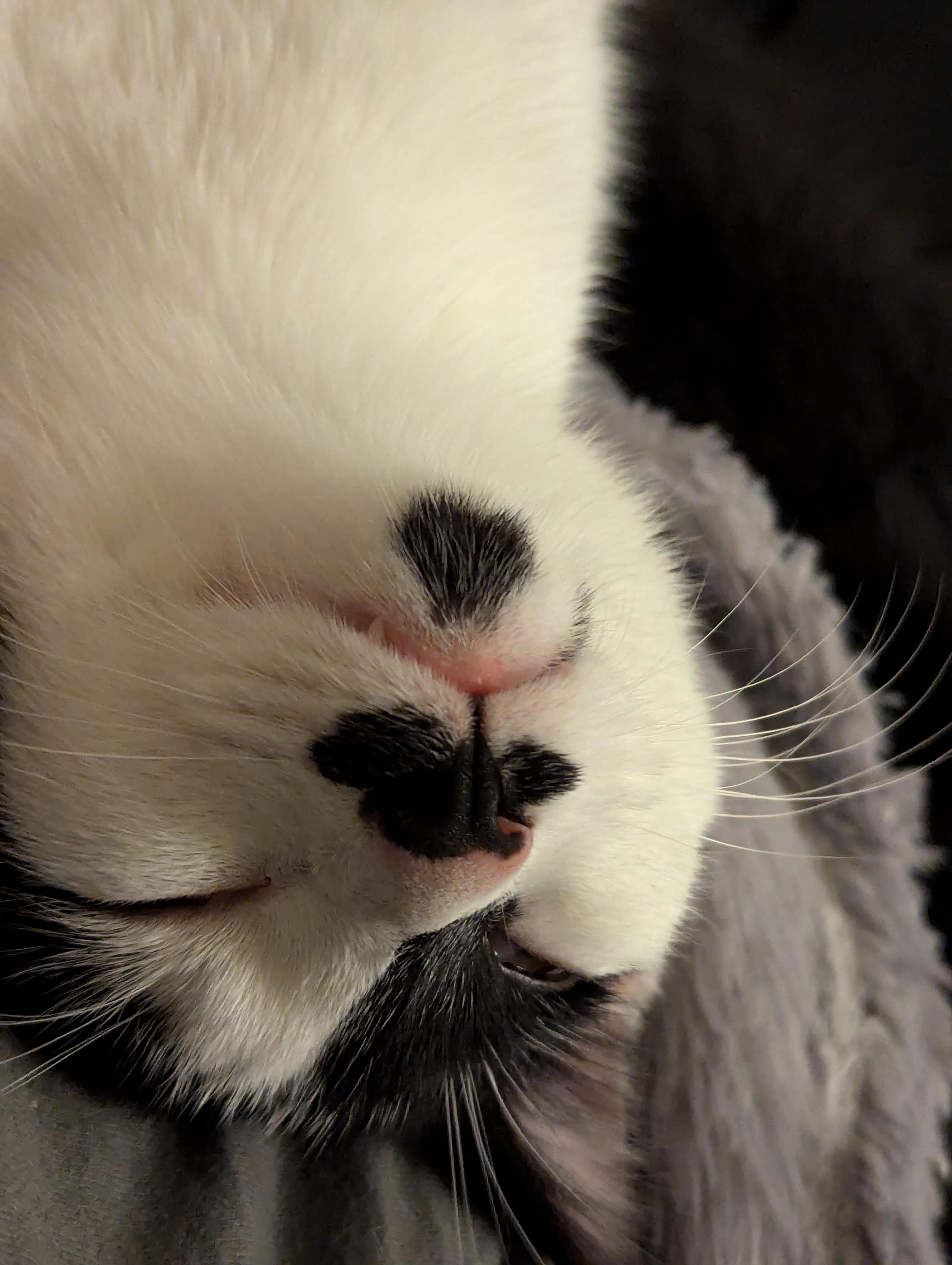 Enlarge Merlin, a Adopted American Shorthair in Morgantown, WV image 3/6