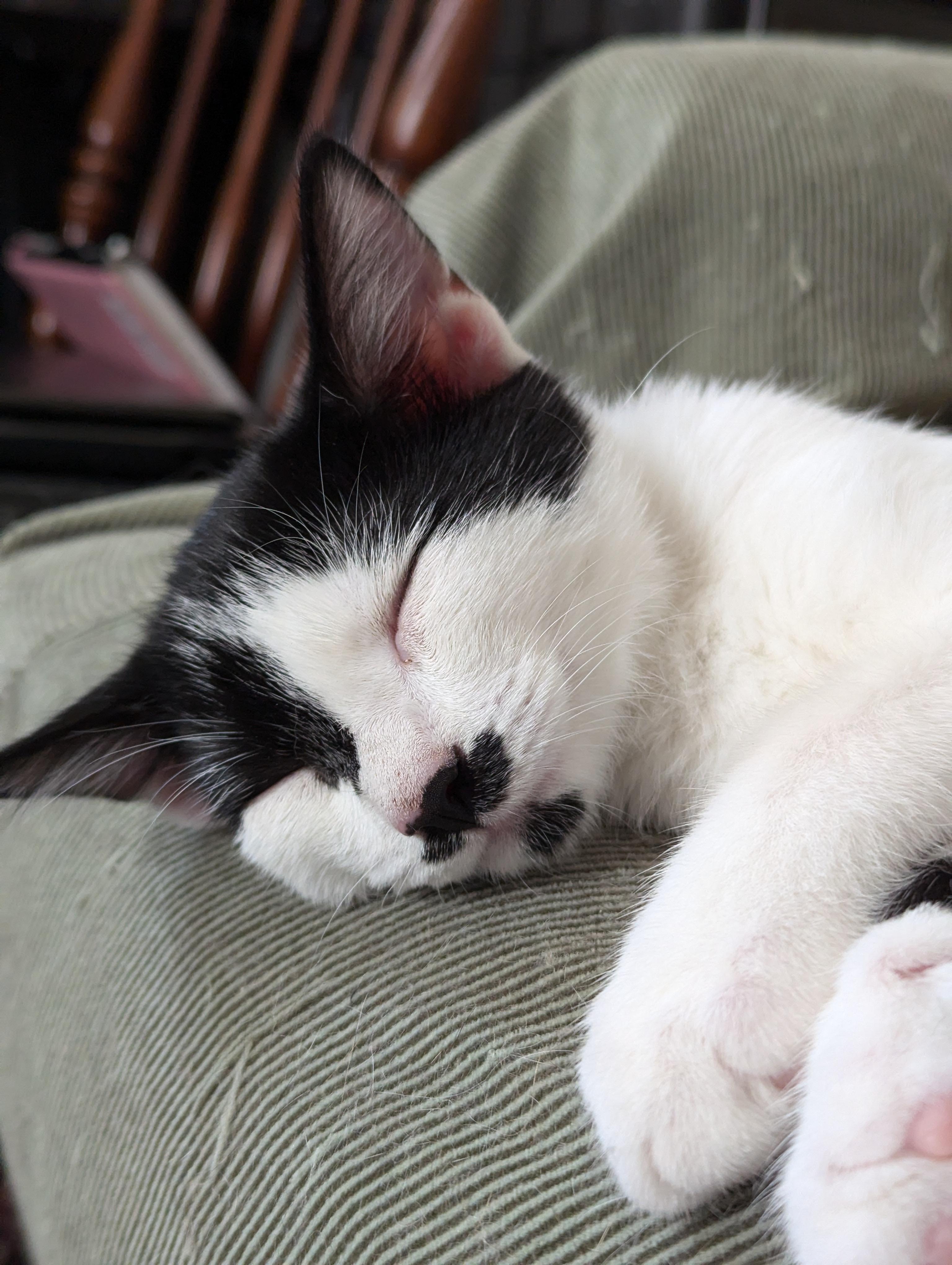 Enlarge Merlin, a Adopted American Shorthair in Morgantown, WV image 5/6