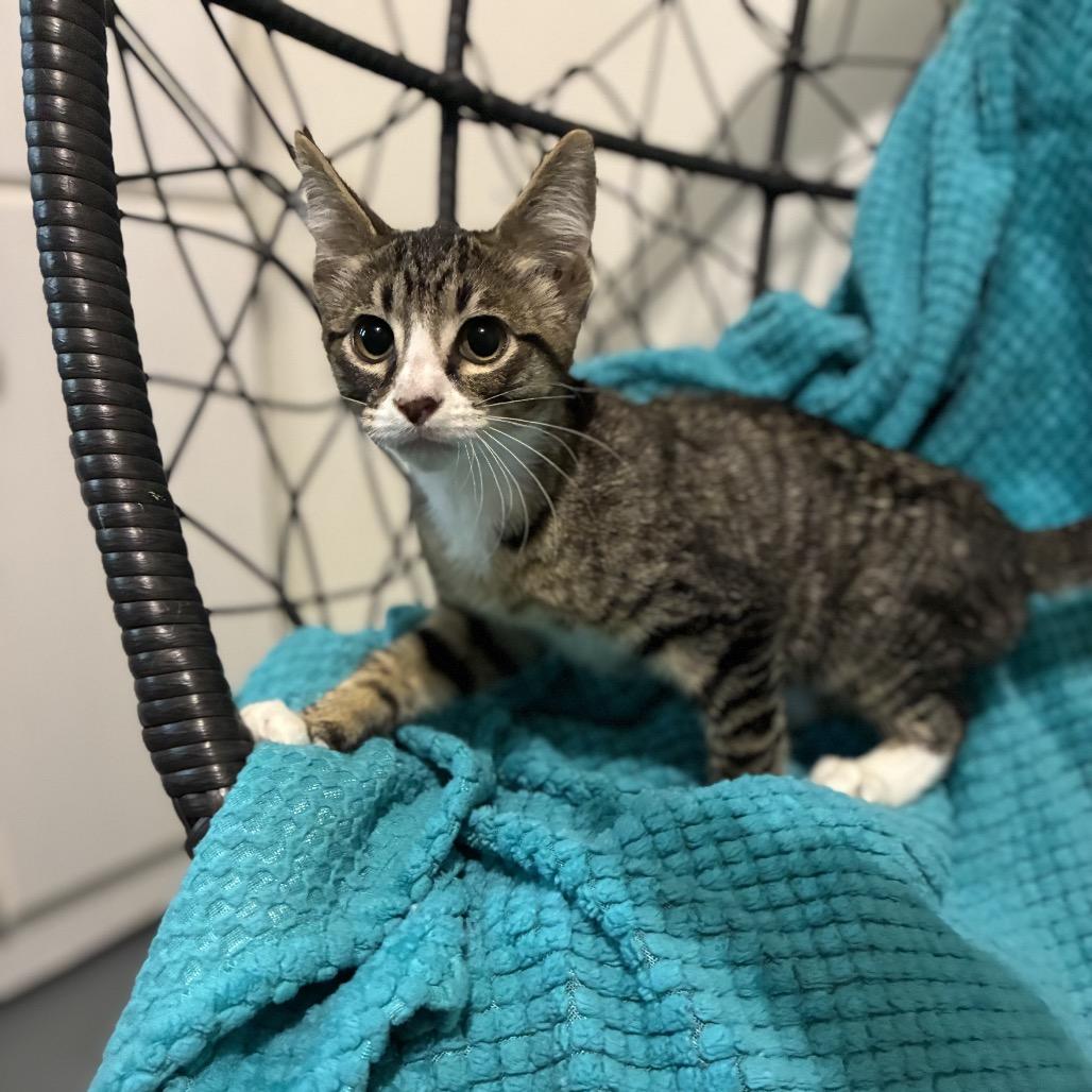 Steve, Adoptable, Kitten Male Domestic Short Hair.