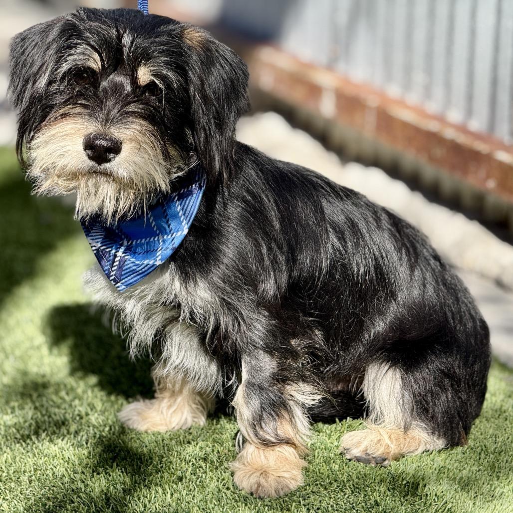 Jock - the most handsome sweet boy!, Adoptable, Young Male Scottish Terrier.