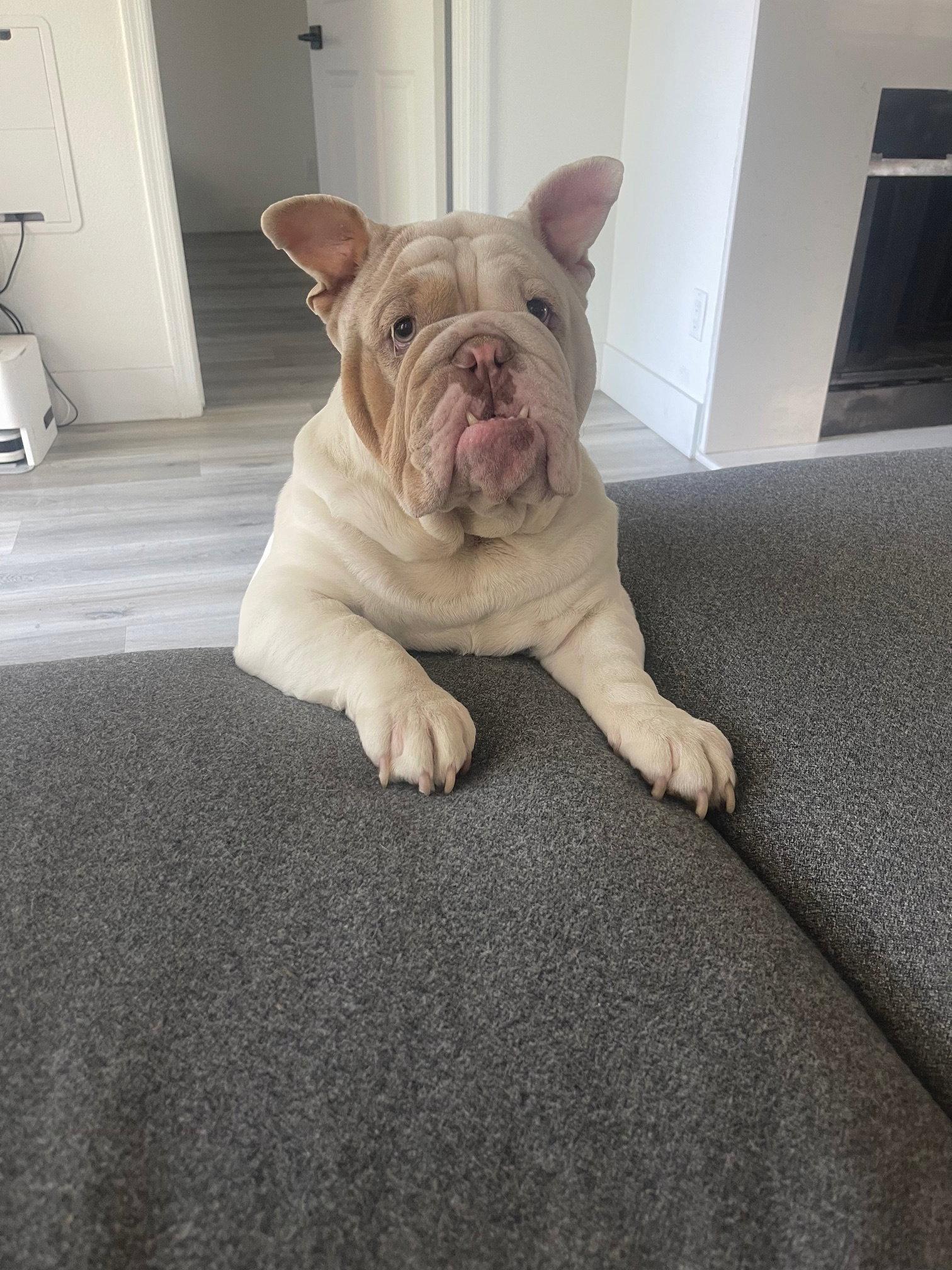 Rollo, Adopted, Young Male English Bulldog.
