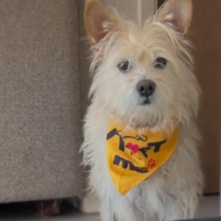 Sophie, Adoptable, Adult Female Yorkshire Terrier.