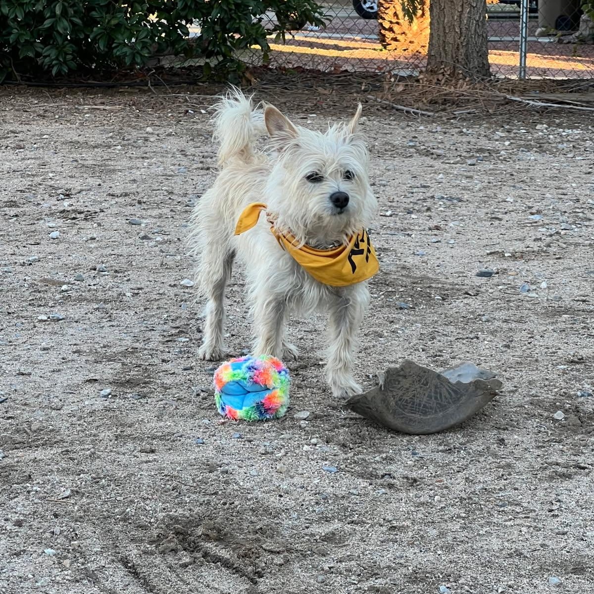 Sophie, a Adoptable mixed breed in Redlands, CA image 2/6
