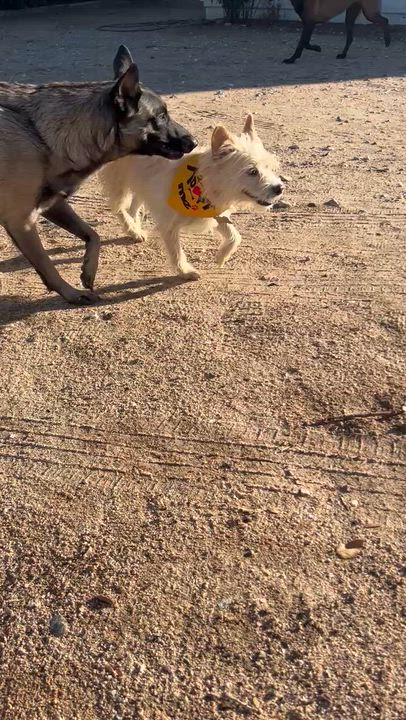 Enlarge Sophie, a Adoptable mixed breed in Redlands, CA video 3/6