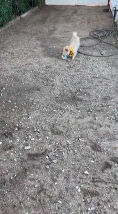 Enlarge Sophie, a Adoptable mixed breed in Redlands, CA video 6/6