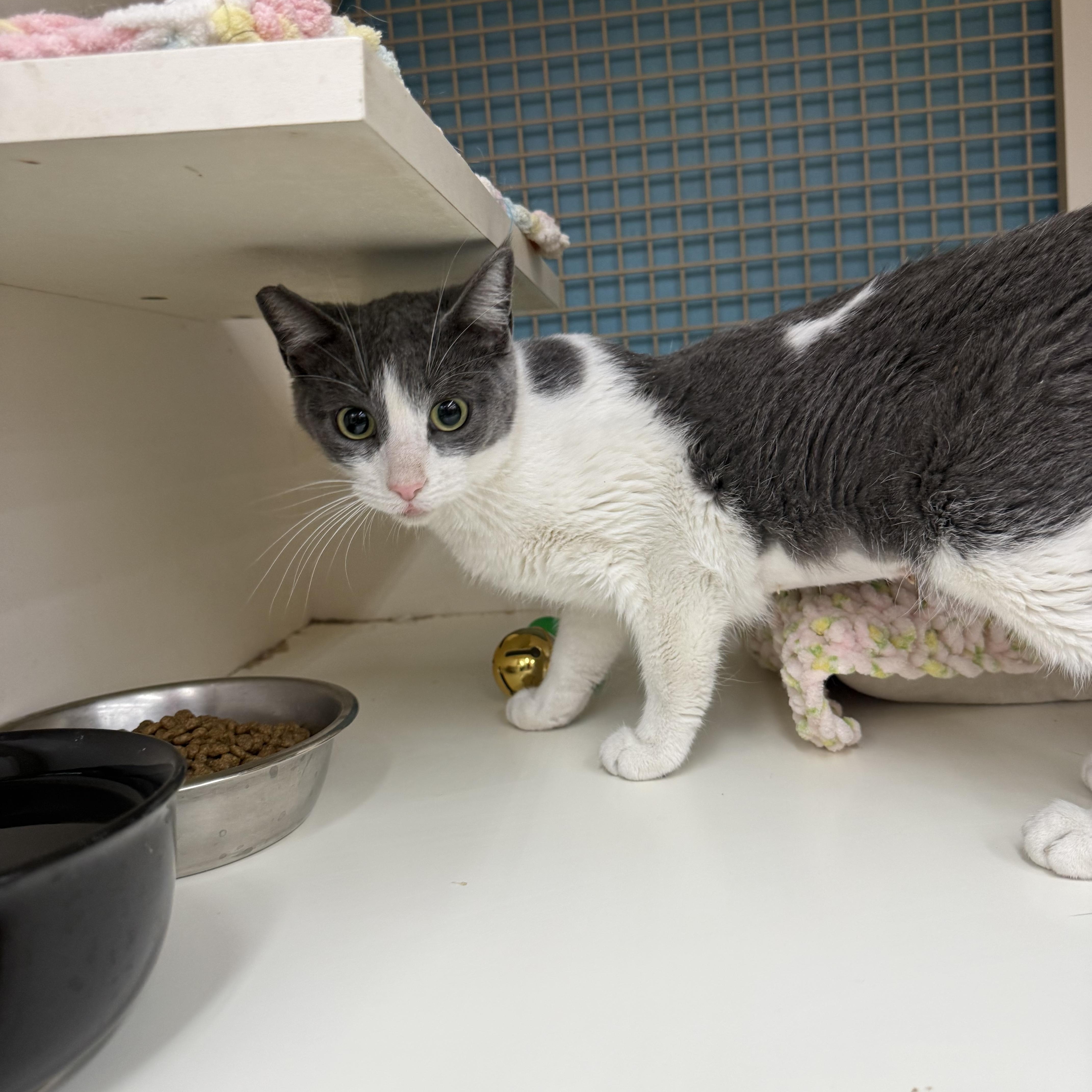 No Clue! , ADOPTABLE, Young Female Domestic Short Hair.