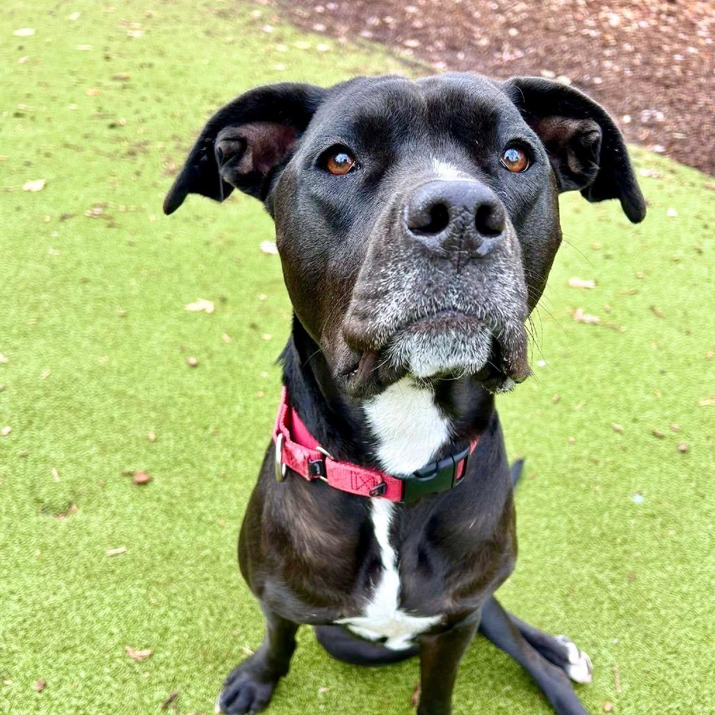 Enlarge Kora, a Adoptable mixed breed in Deerfield, IL image 1/4