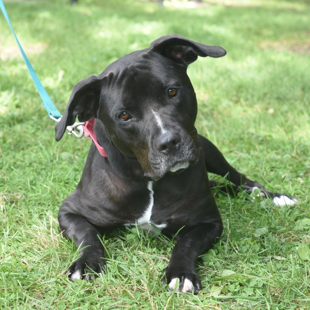 Enlarge Kora, a Adoptable mixed breed in Deerfield, IL image 2/4