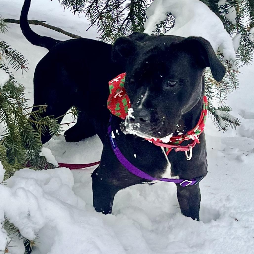 Enlarge Kora, a Adoptable mixed breed in Deerfield, IL image 3/4