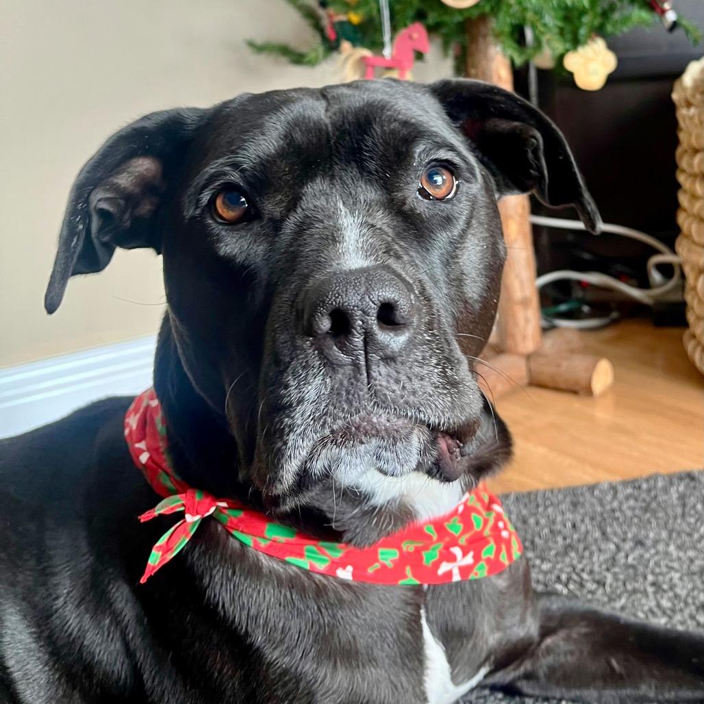 Enlarge Kora, a Adoptable mixed breed in Deerfield, IL image 4/4