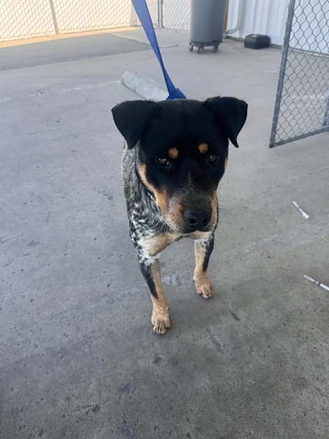 Enlarge Poker - LONGTIME RESIDENT, a ADOPTABLE mixed breed in Thousand Oaks, CA image 3/3
