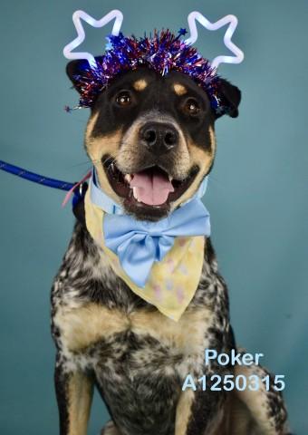 Enlarge Poker - LONGTIME RESIDENT, a ADOPTABLE mixed breed in Thousand Oaks, CA image 1/3