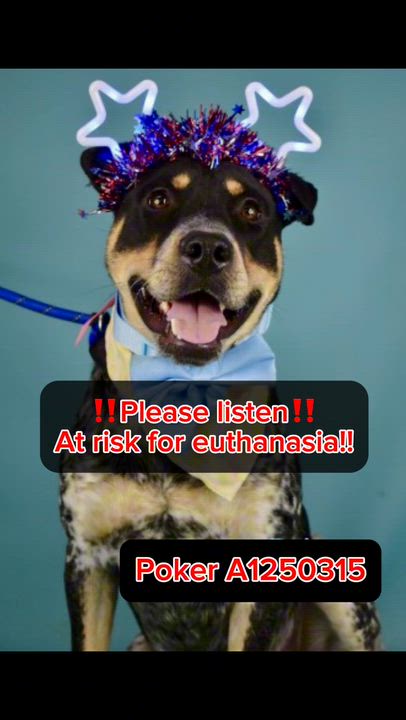 Enlarge Poker - LONGTIME RESIDENT, a ADOPTABLE mixed breed in Thousand Oaks, CA video 2/3