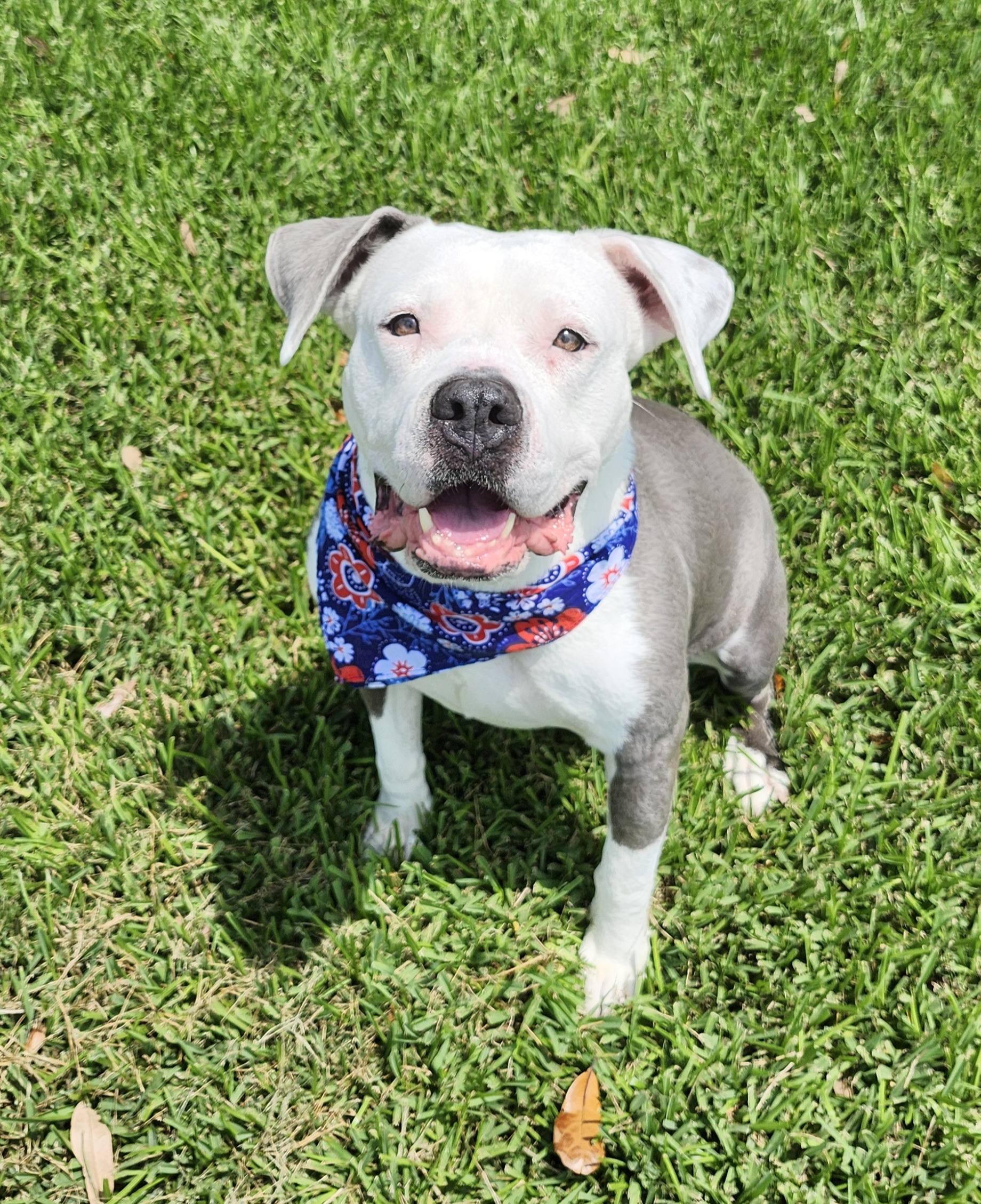 COCO, Adoptable, Adult Female American Bully.