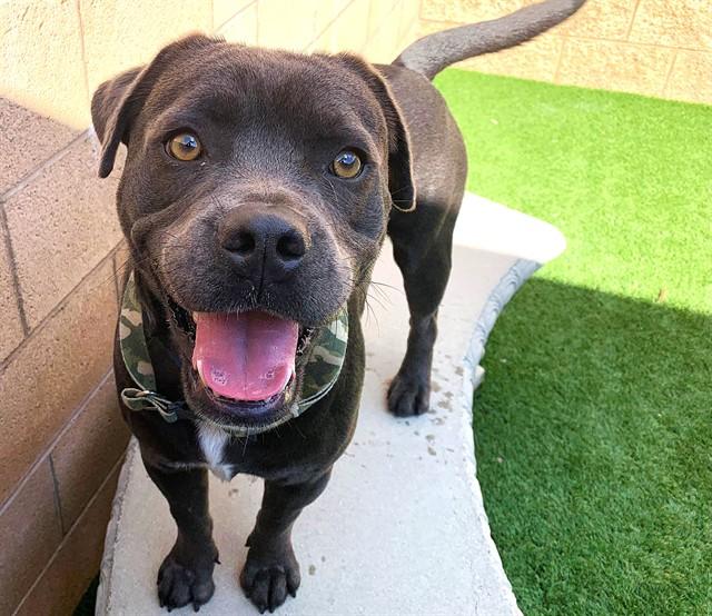 KING PAY BACK, Adoptable, Young Male Pit Bull Terrier.