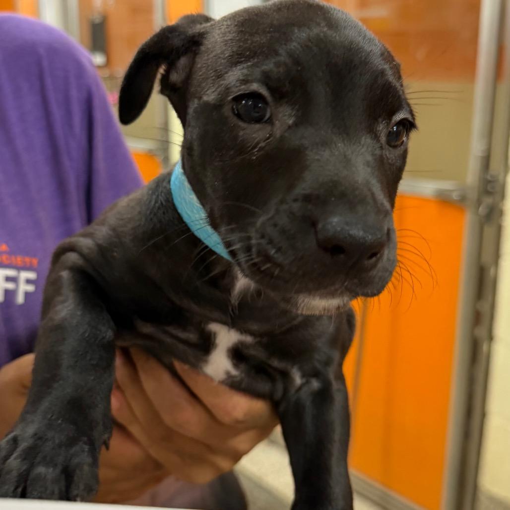Sake, Adoptable, Puppy Female Mixed Breed.