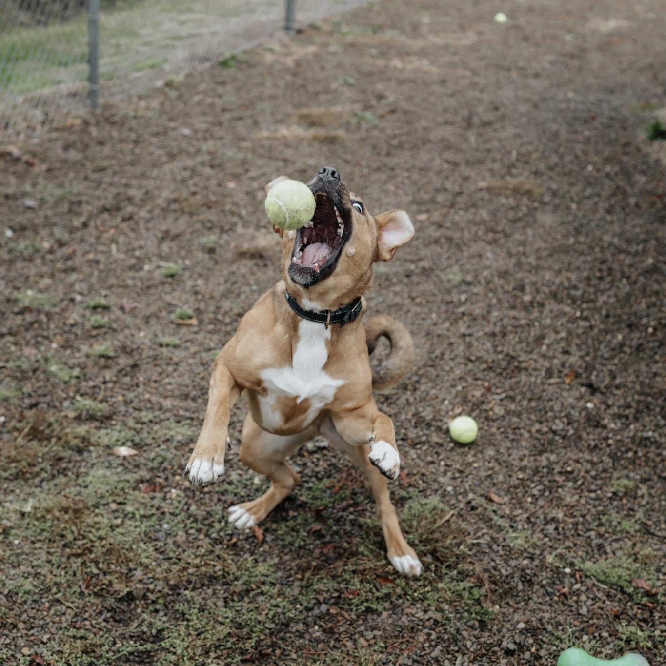 Diogee, a Adoptable Mixed Breed in Saint Marys, PA image 1/4
