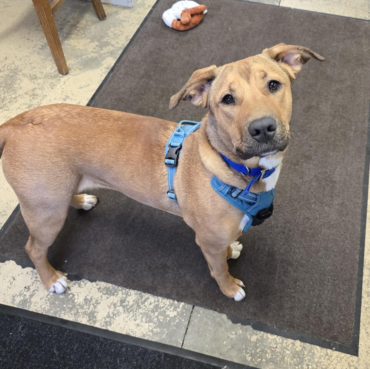 Diogee, a Adoptable Mixed Breed in Saint Marys, PA image 4/4