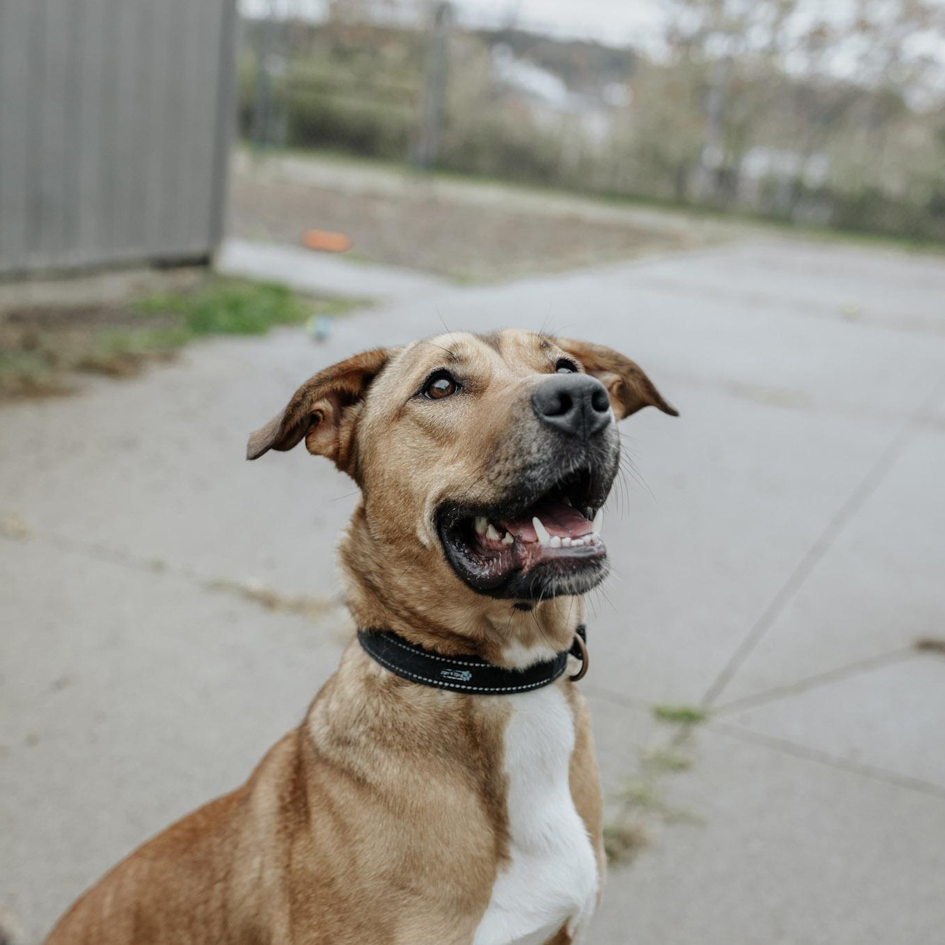 Diogee, Adoptable, Young Female Mixed Breed.