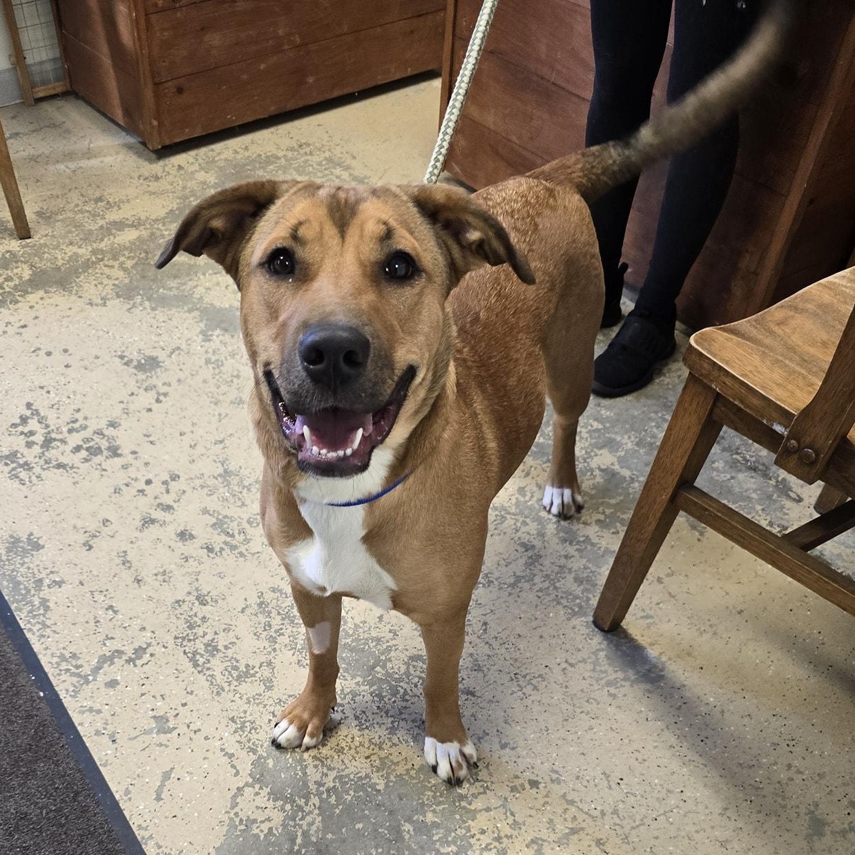 Diogee, Baby Female Labrador Retriever