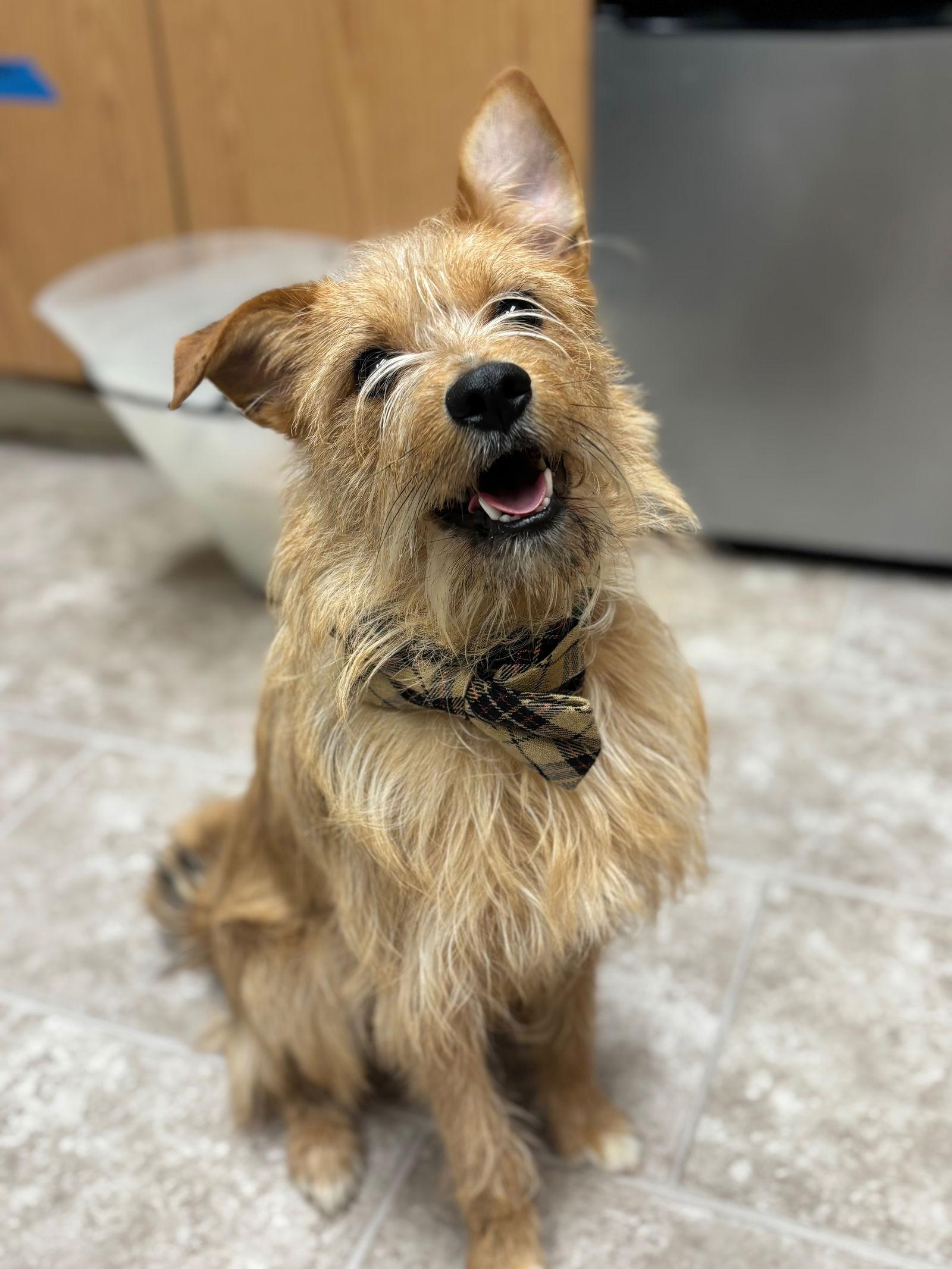 Axel, Adopted, Young Male Terrier.