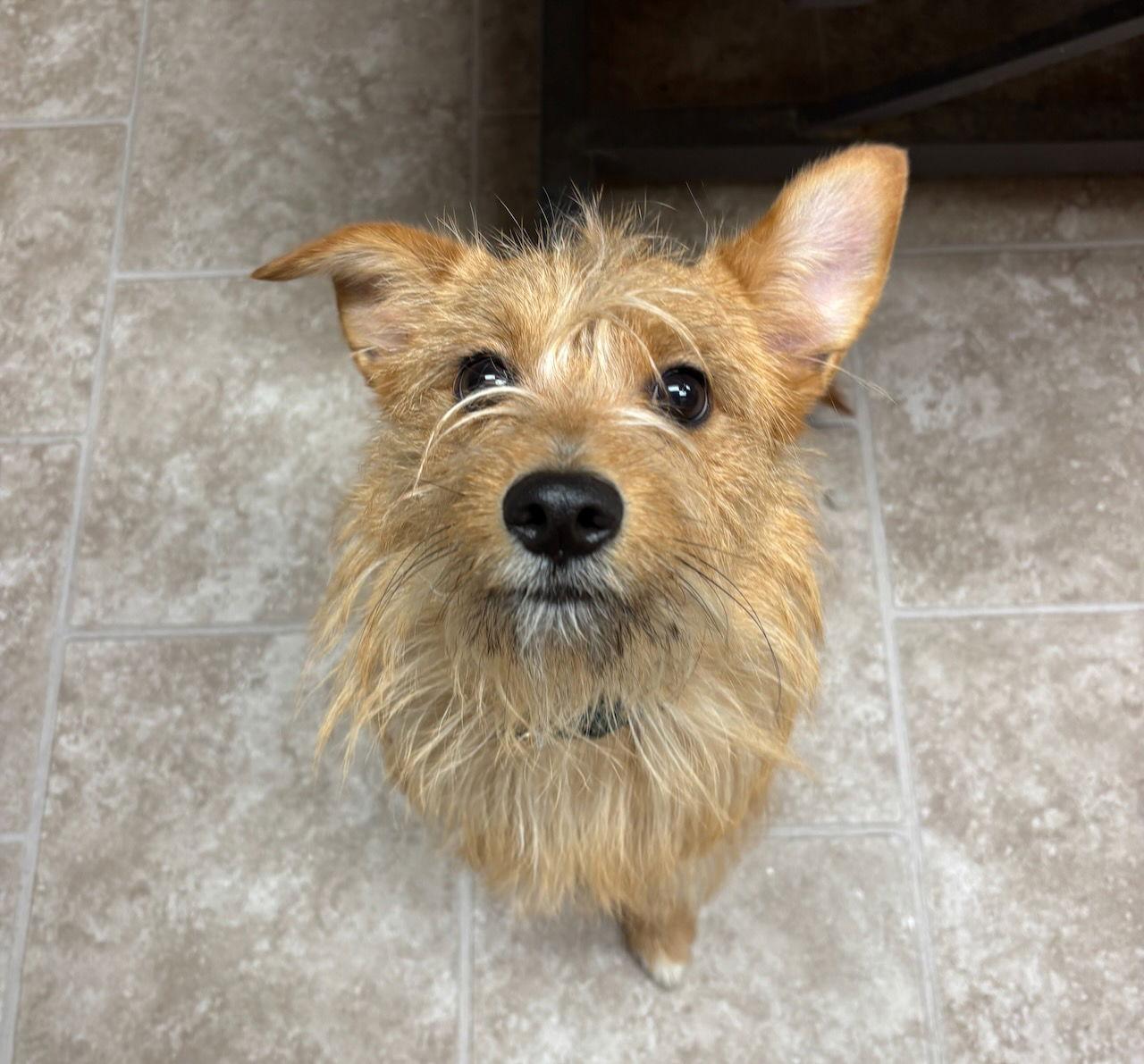 Axel, a Adopted Terrier in GILBERTS, IL image 2/3