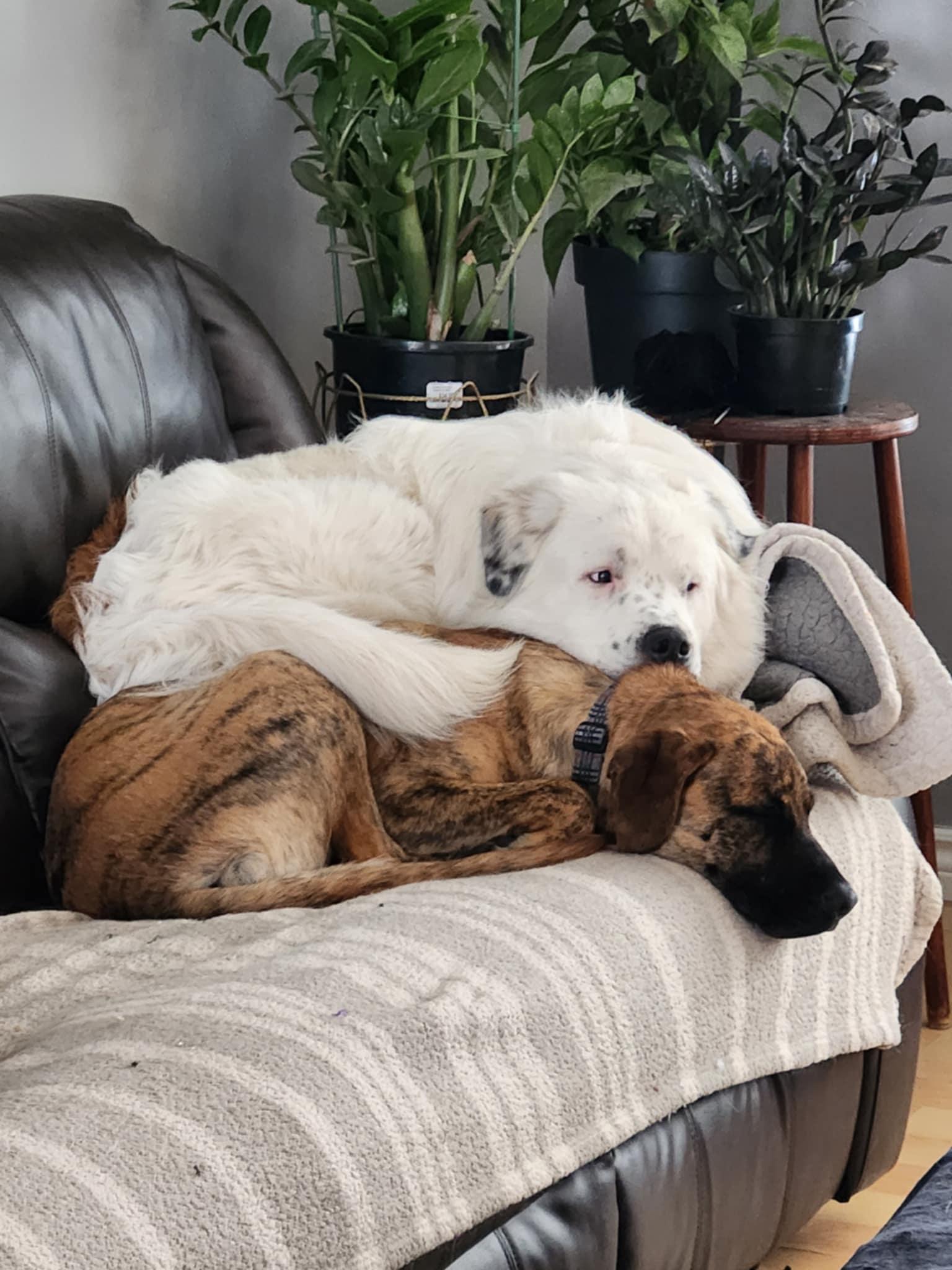 Betty, an adoptable Mixed Breed in Edmonton, AB, T5Y 3N6 | Photo Image 2