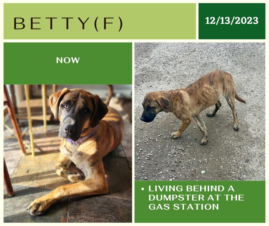Betty, an adoptable Mixed Breed in Edmonton, AB, T5Y 3N6 | Photo Image 1