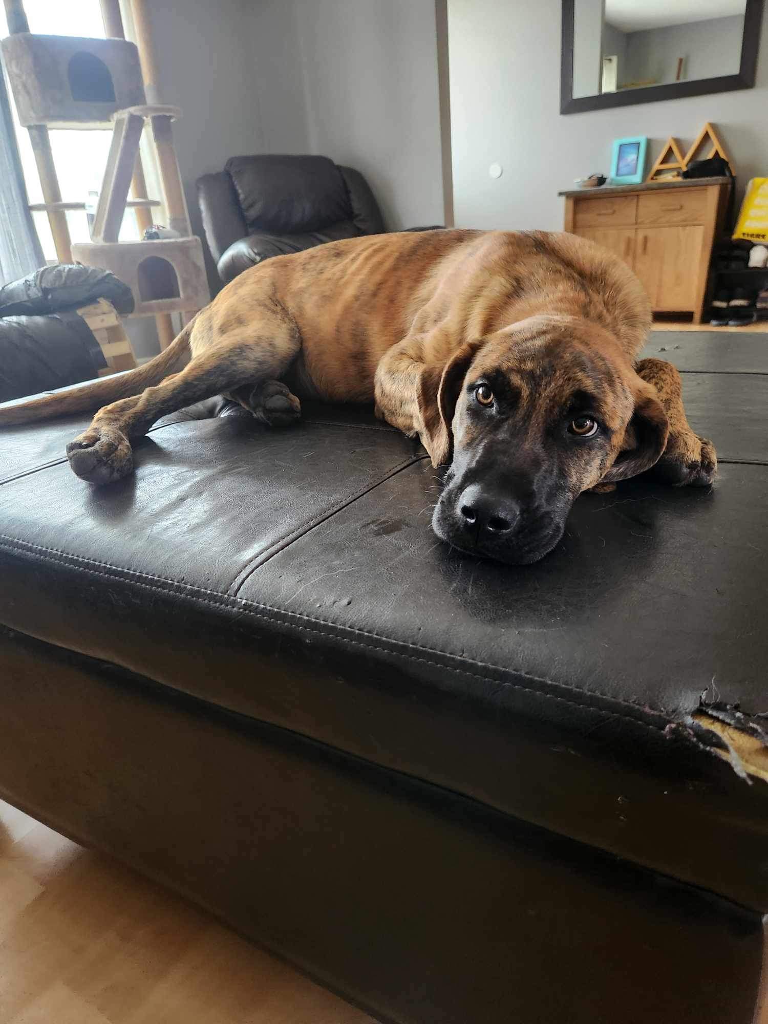 Betty, an adoptable Mixed Breed in Edmonton, AB, T5Y 3N6 | Photo Image 3