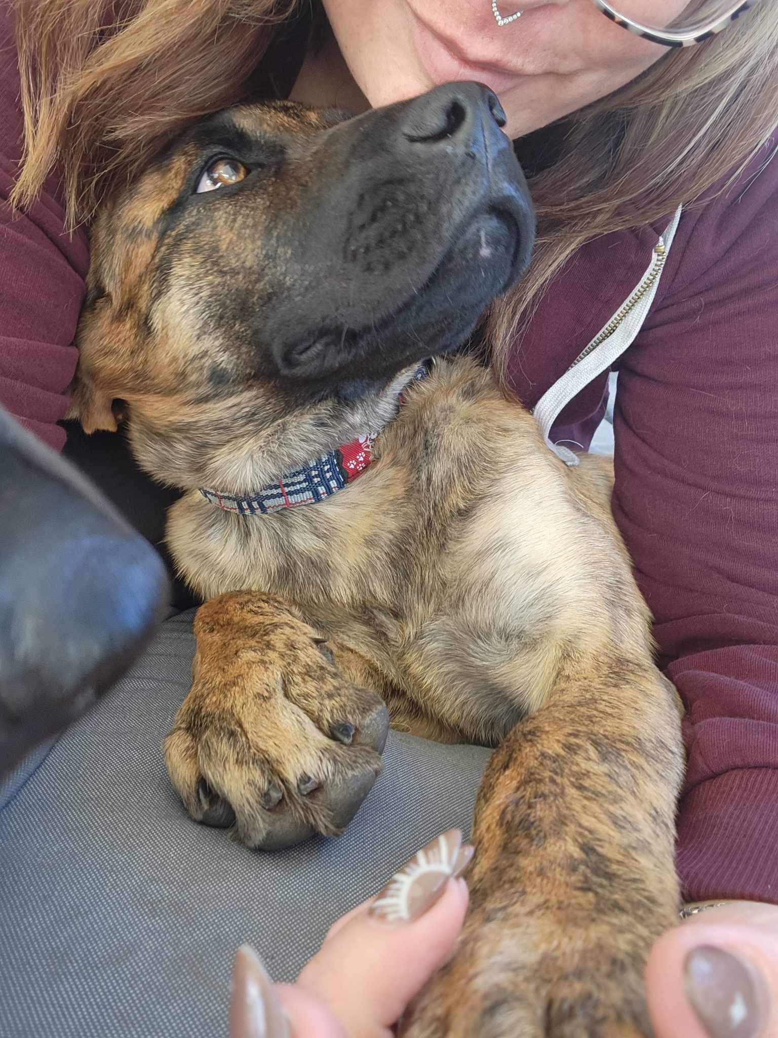Betty, an adoptable Mixed Breed in Edmonton, AB, T5Y 3N6 | Photo Image 5