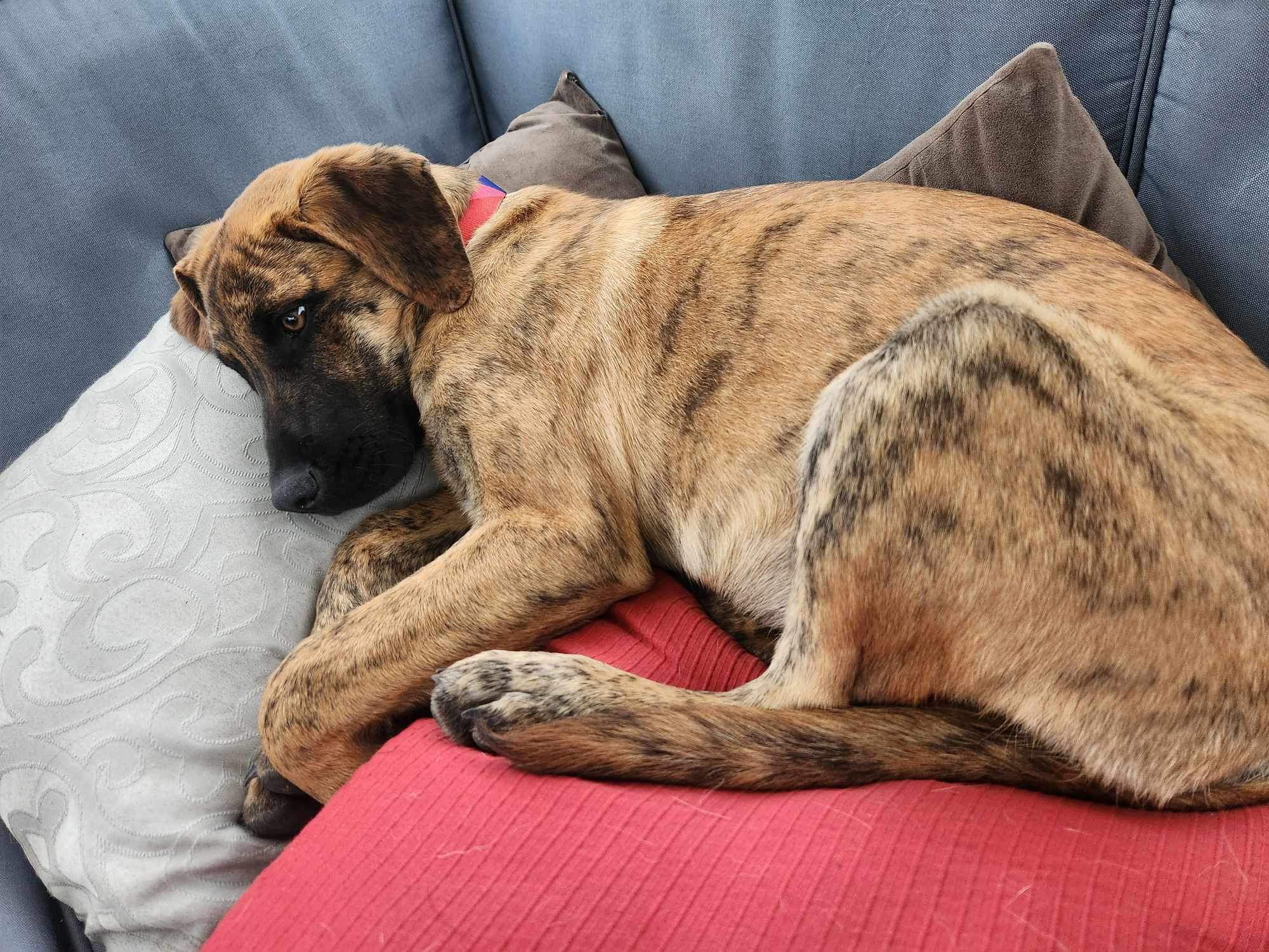 Betty, an adoptable Mixed Breed in Edmonton, AB, T5Y 3N6 | Photo Image 4