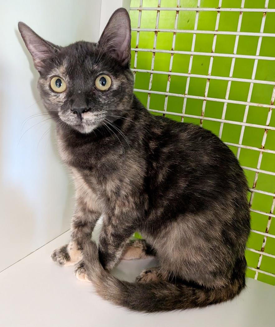 Bee Bee, adoptable, Kitten Female Domestic Short Hair.