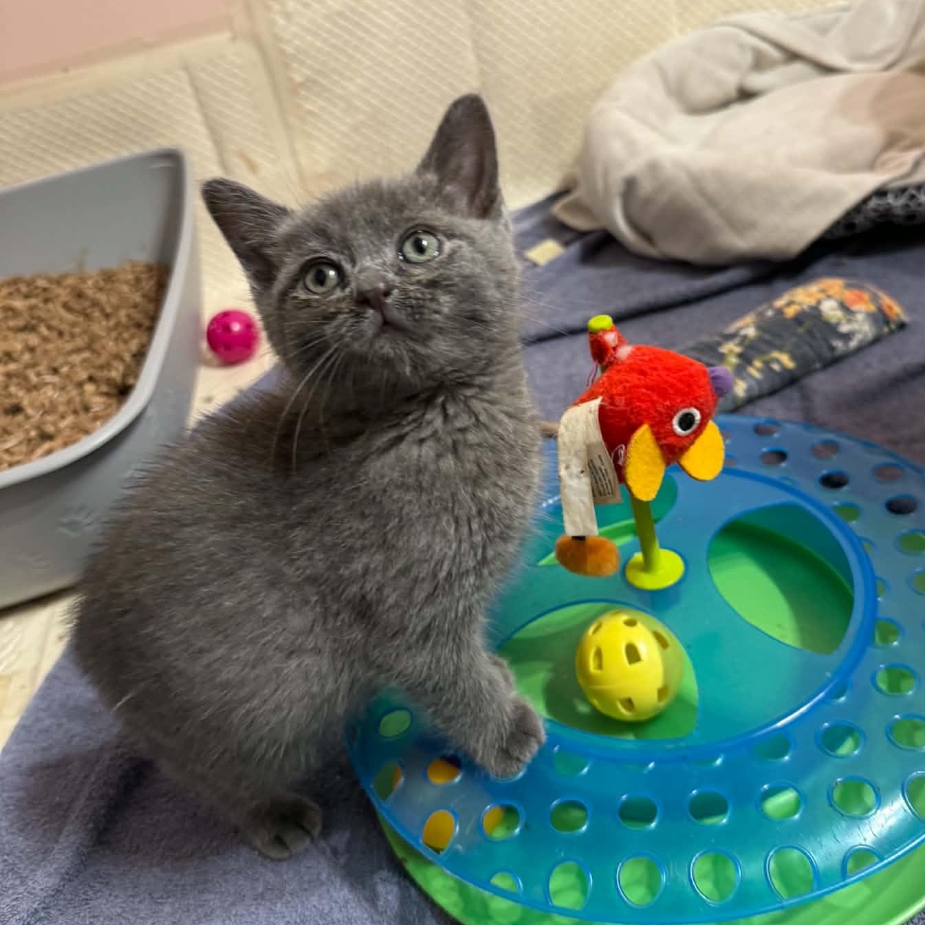 Sarabi, an adopted Domestic Short Hair in Milwaukee, WI image 1/4
