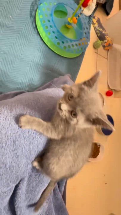 Enlarge Sarabi, an adopted Domestic Short Hair in Milwaukee, WI video 4/4