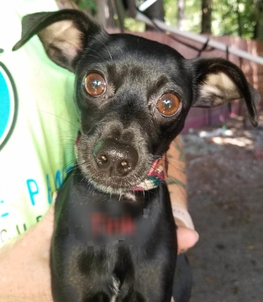 Claire, Adopted, Adult Female Miniature Pinscher.