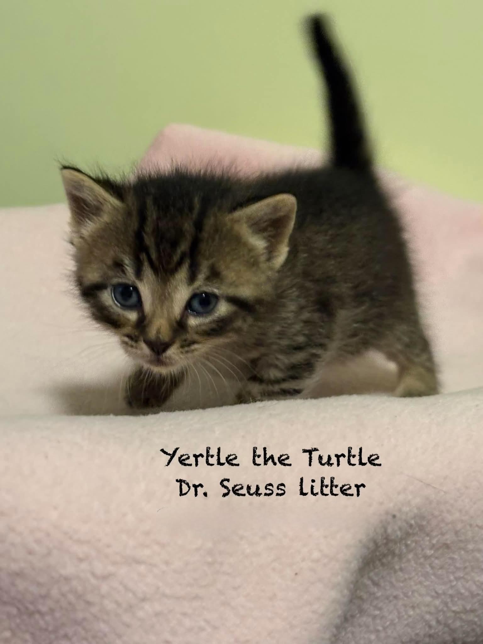 Yertle the Turtle, an adopted Domestic Short Hair in New Hartford, NY image 2/2