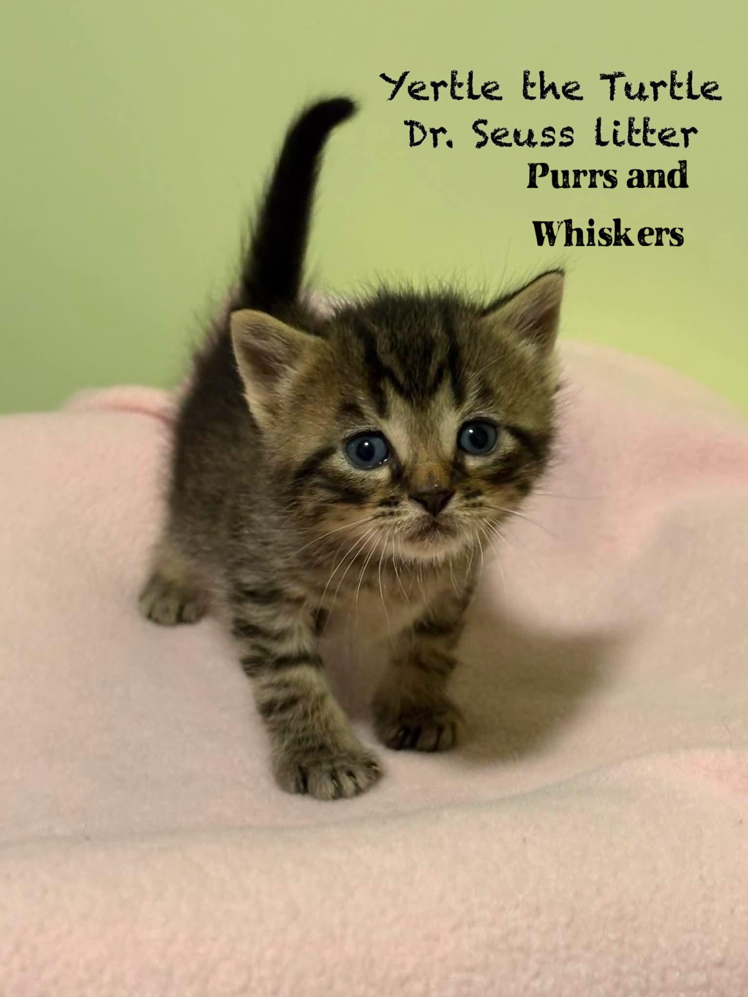 Yertle the Turtle, an adopted Domestic Short Hair in New Hartford, NY image 1/2
