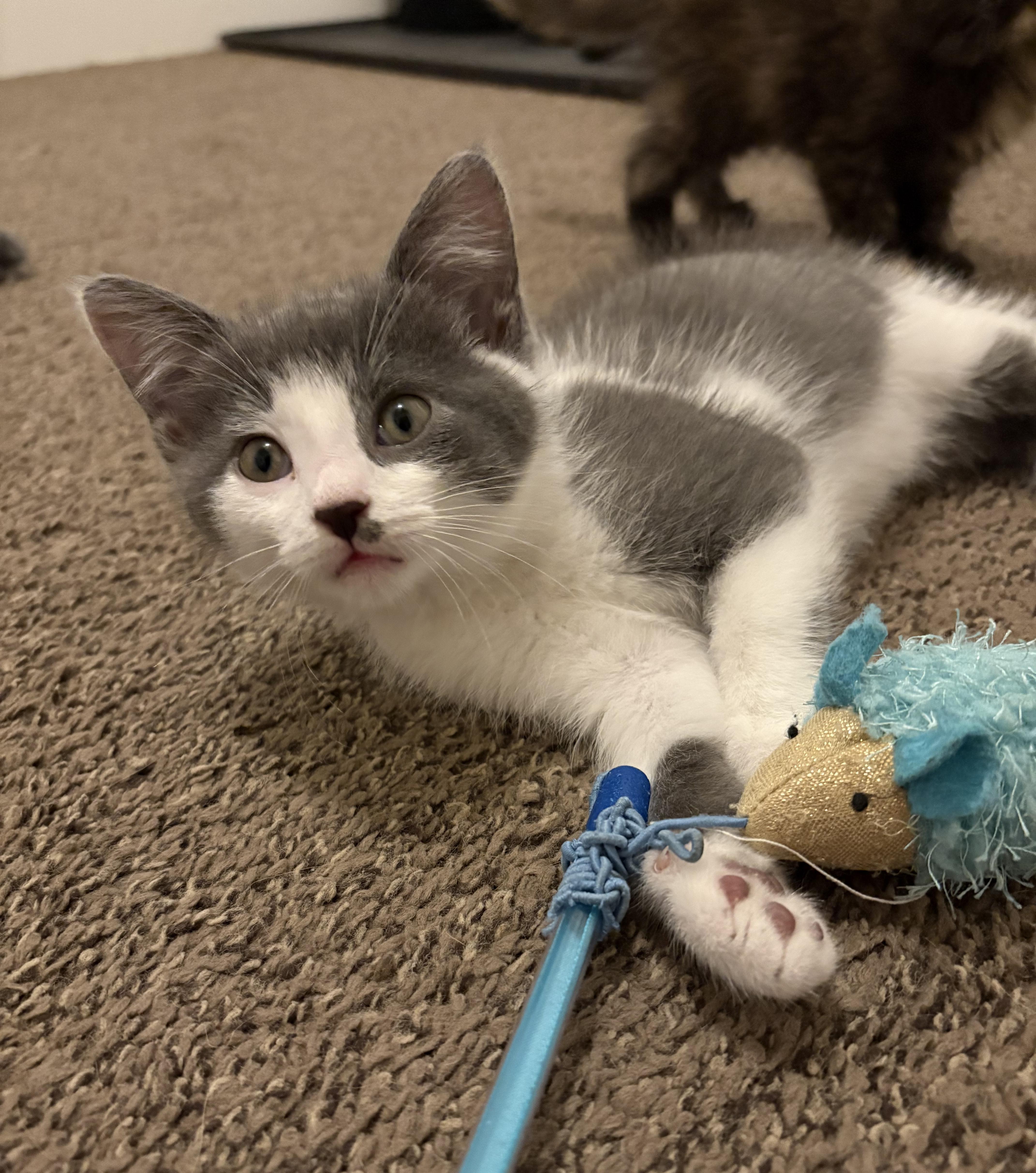 Charlotte, a Adopted Domestic Short Hair in Troy, MI image 1/2