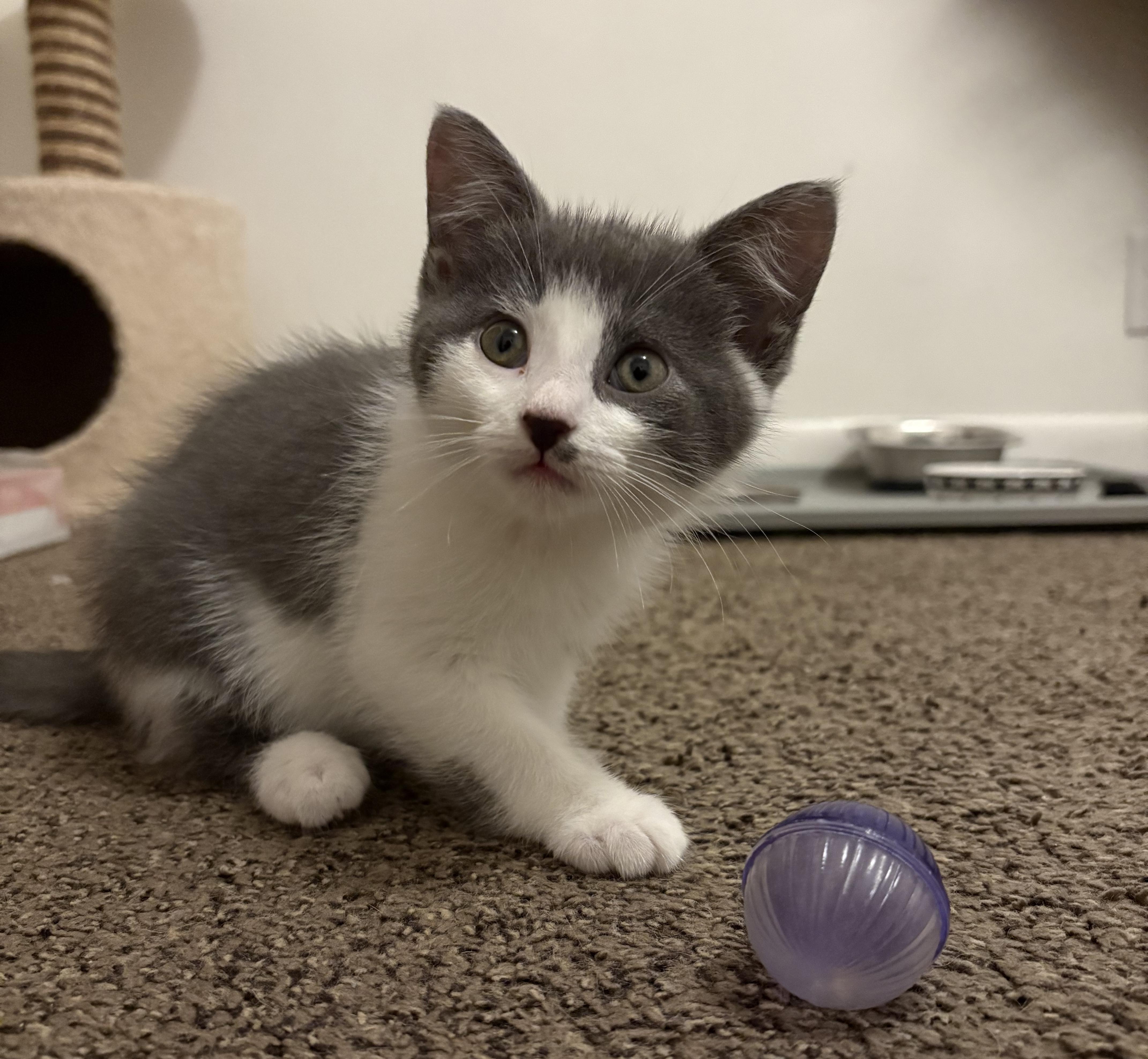 Charlotte, a Adopted Domestic Short Hair in Troy, MI image 2/2