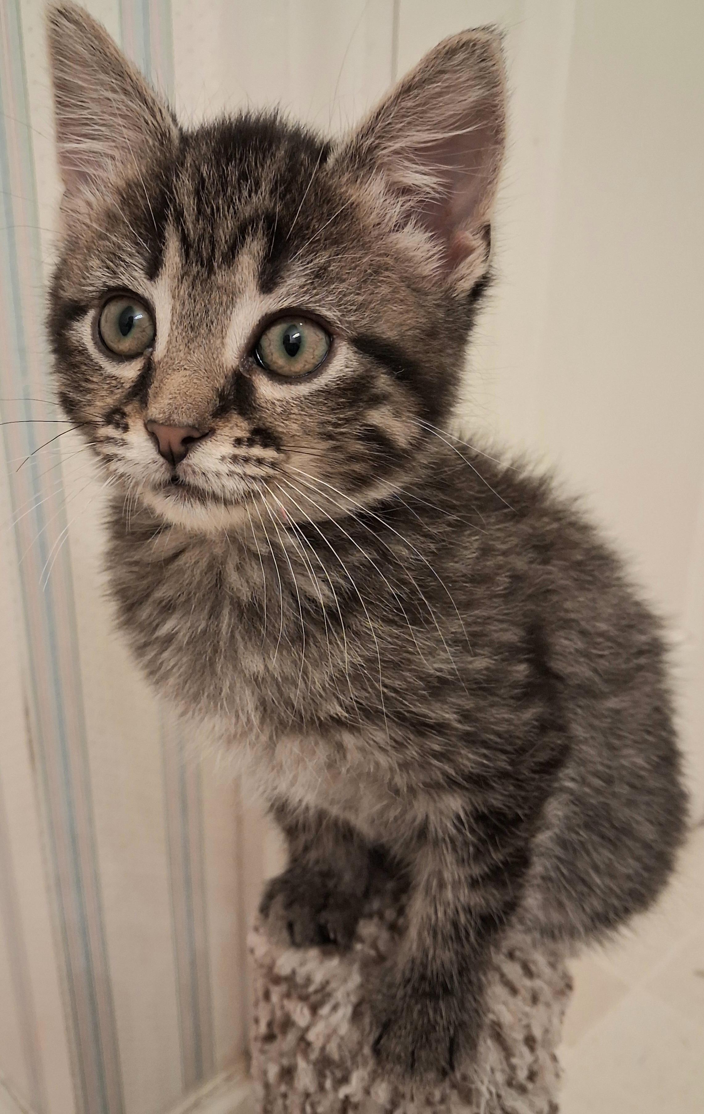Tiramisu, an adopted Domestic Short Hair in Greenville, NC image 5/6