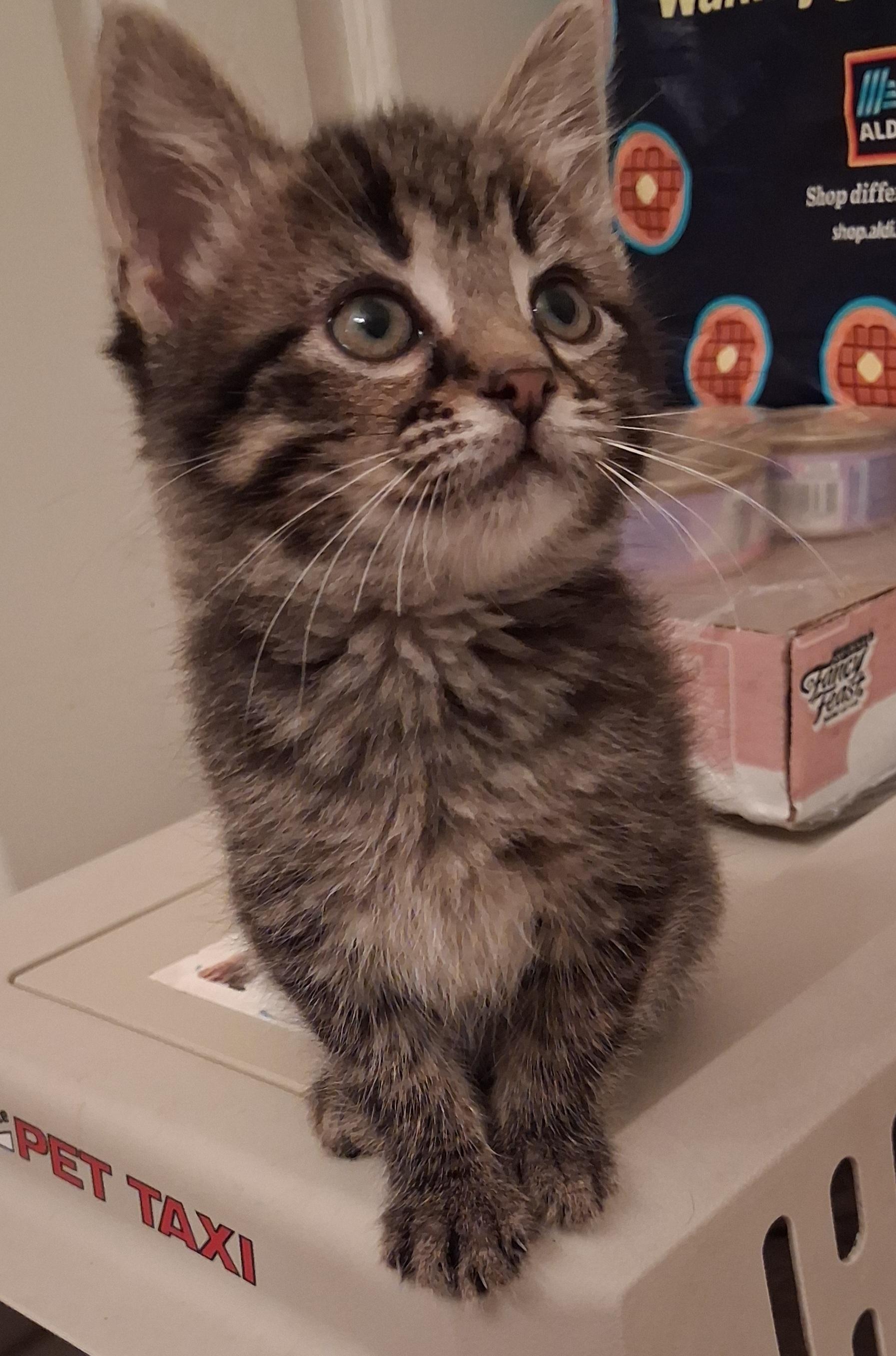 Tiramisu, an adopted Domestic Short Hair in Greenville, NC image 4/6
