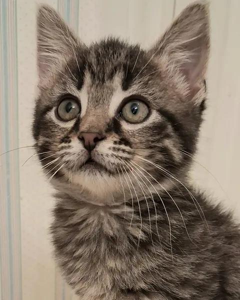 Tiramisu, an adopted Domestic Short Hair in Greenville, NC image 1/6