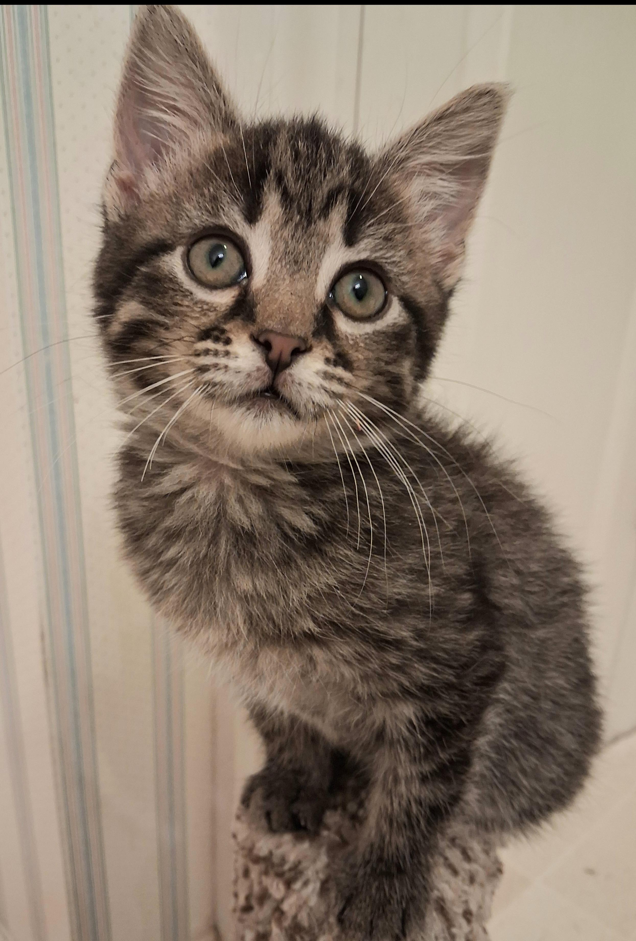 Tiramisu, an adopted Domestic Short Hair in Greenville, NC image 6/6